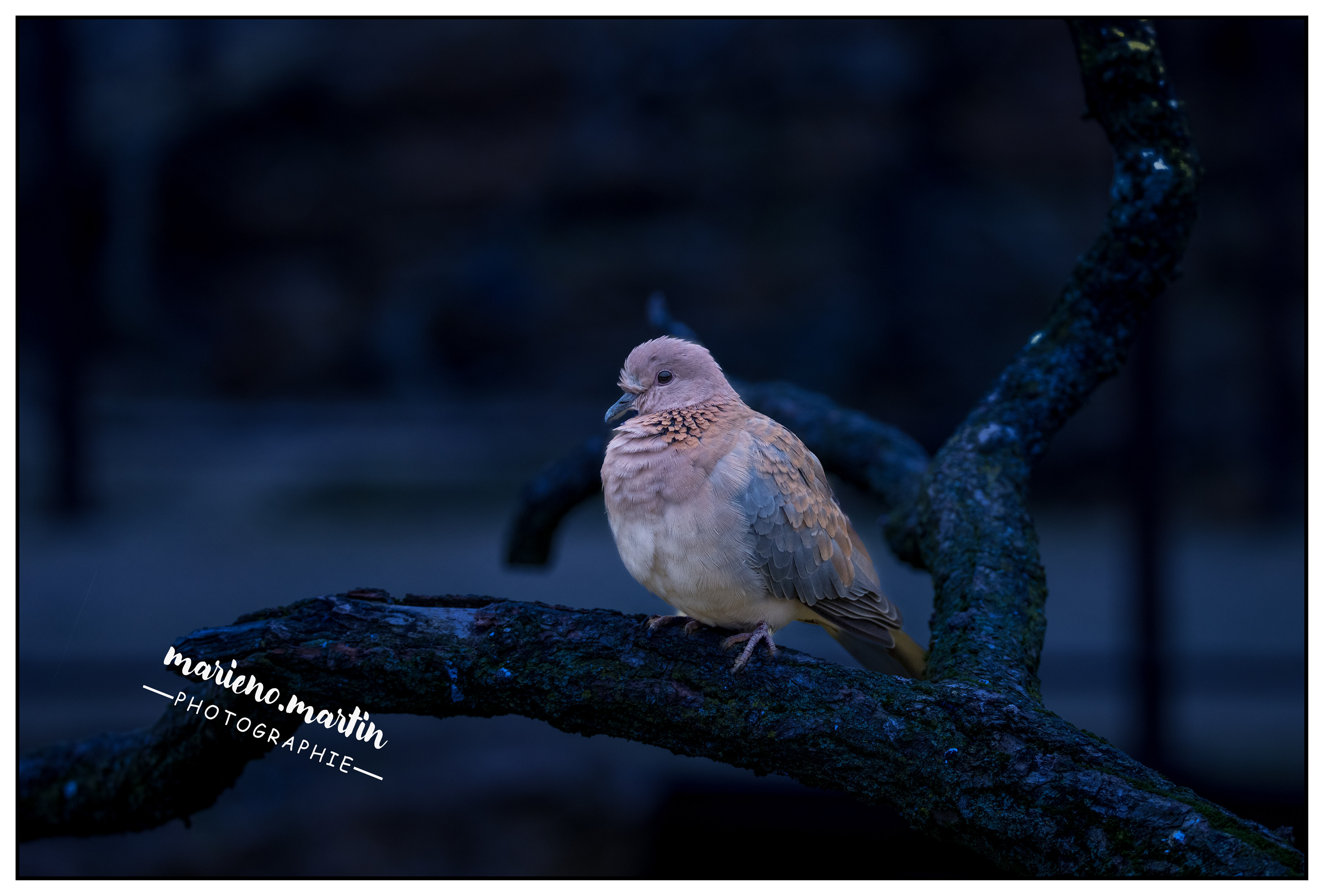 Pigeon dark blue