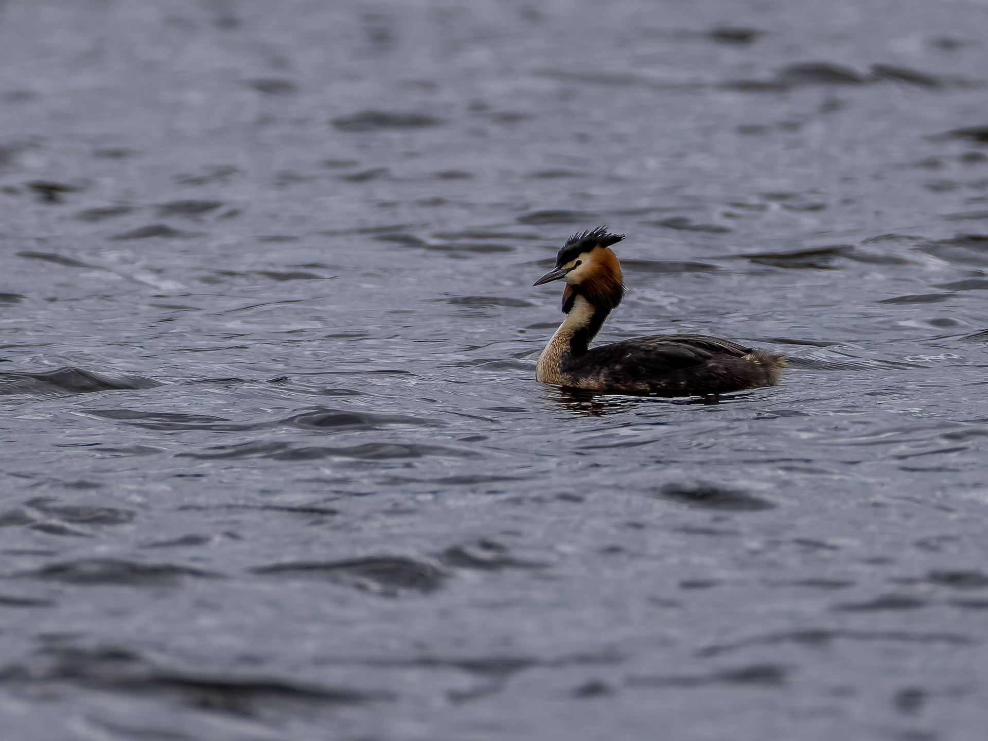 Grèbe lac du pècher
