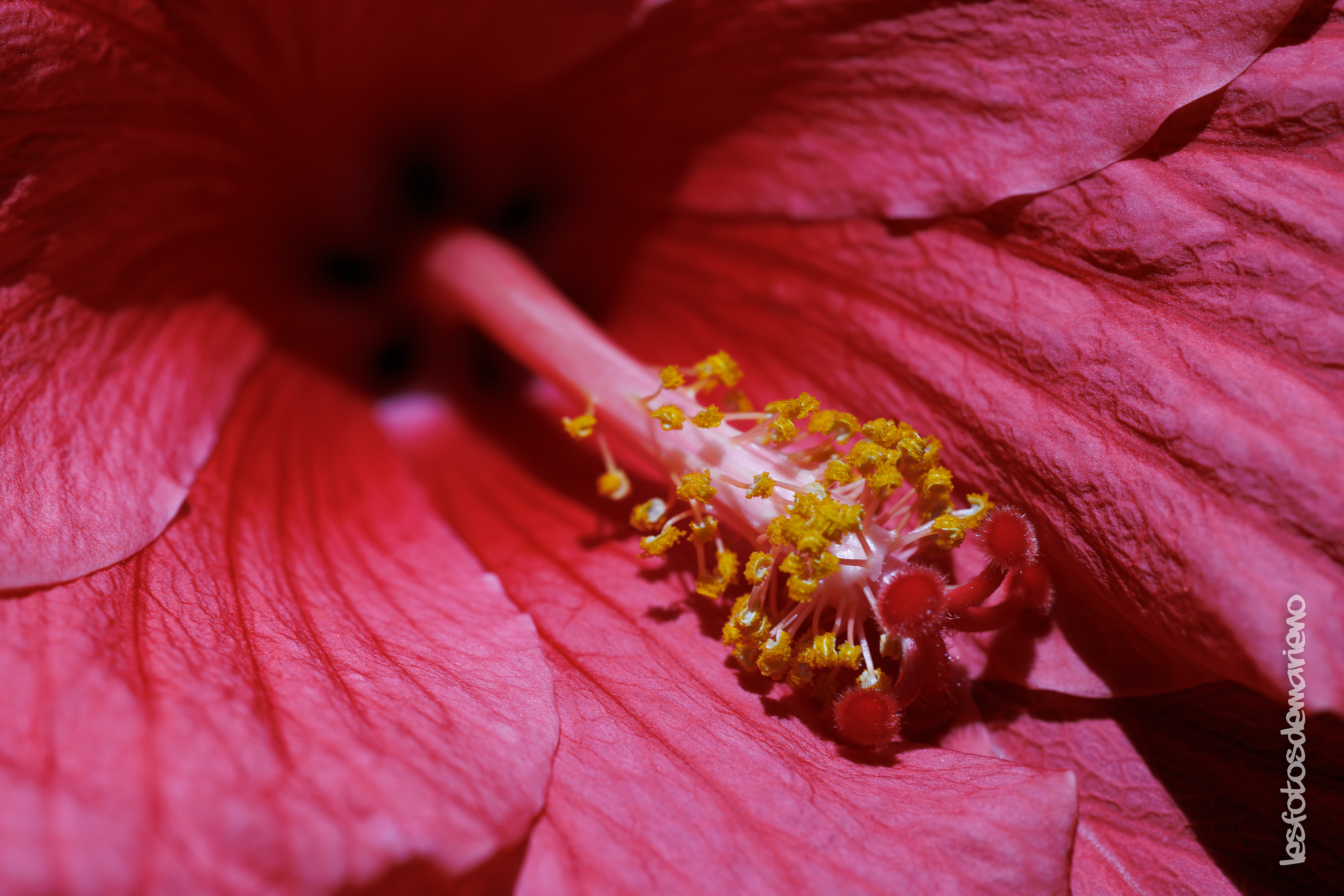 Variations d'hibiscus 5