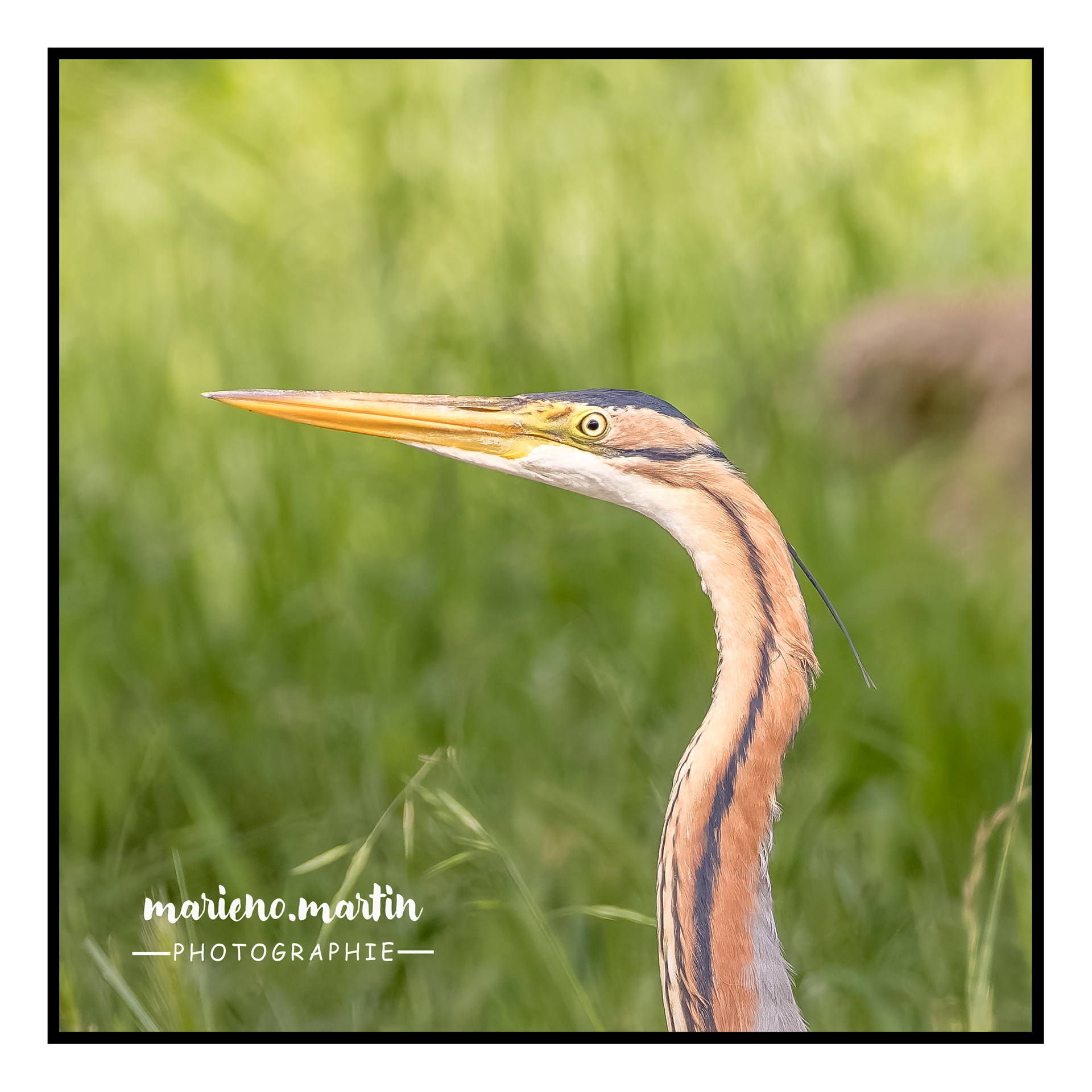 Le portrait du héron