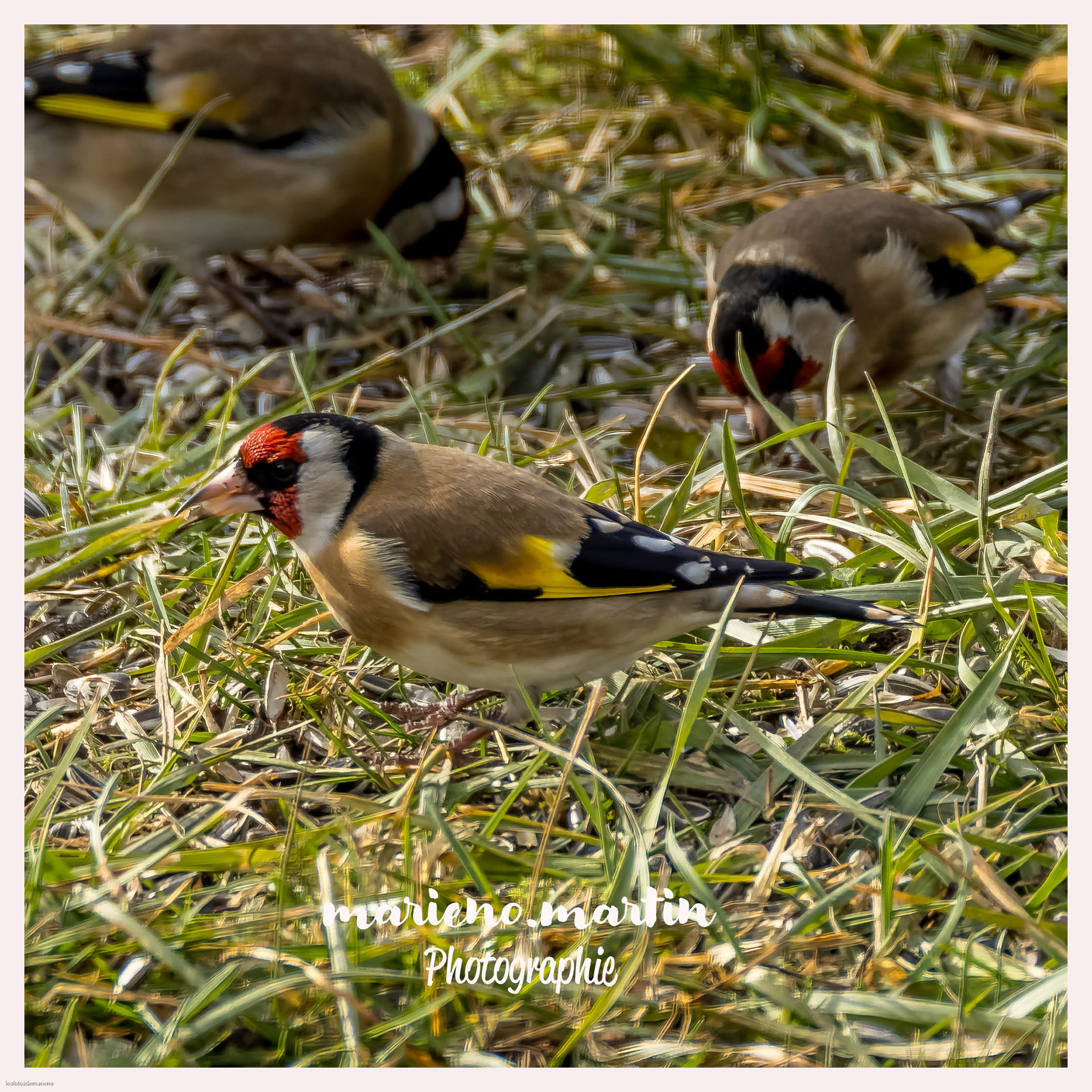 Le chardonneret élégant