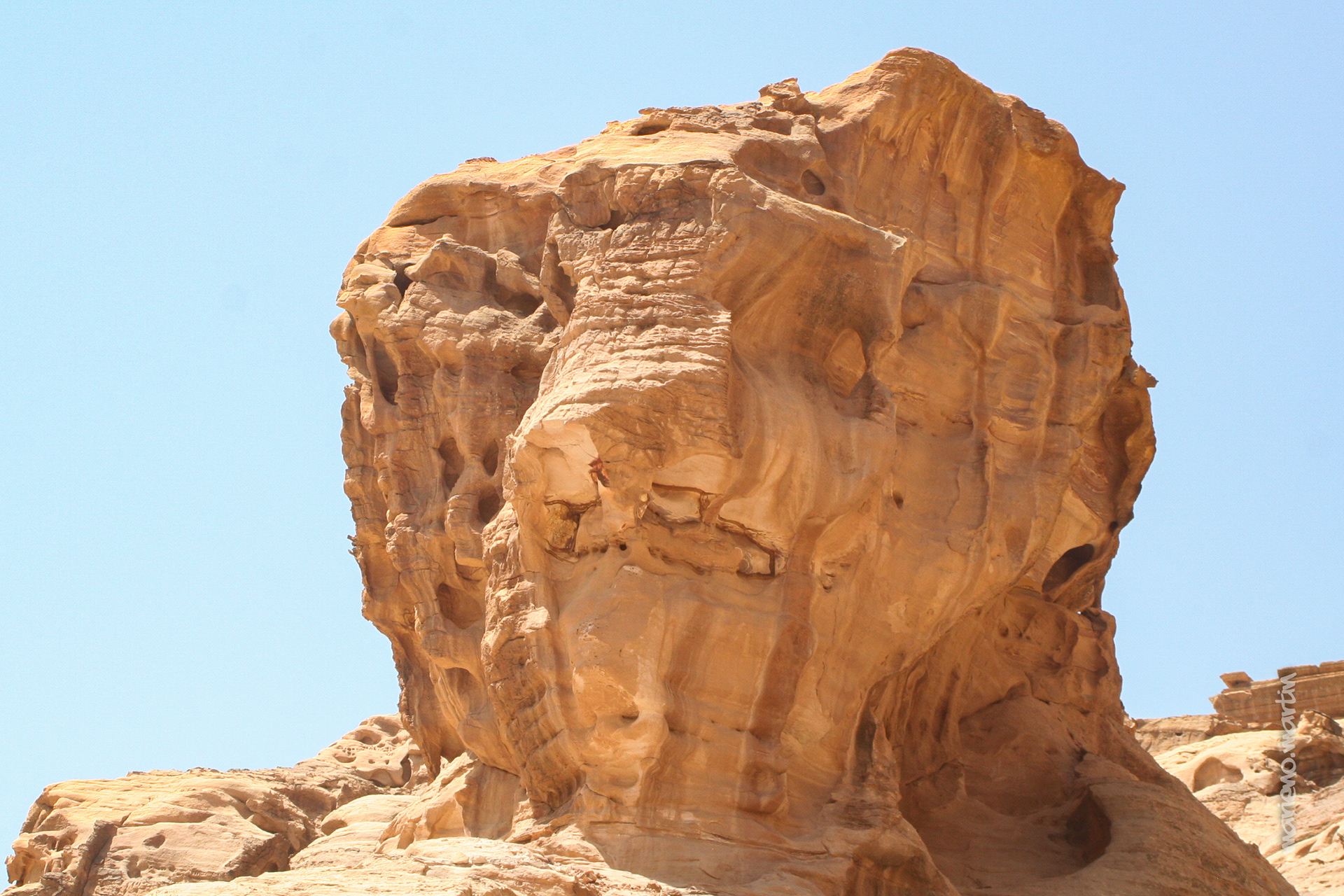 La tête de lion