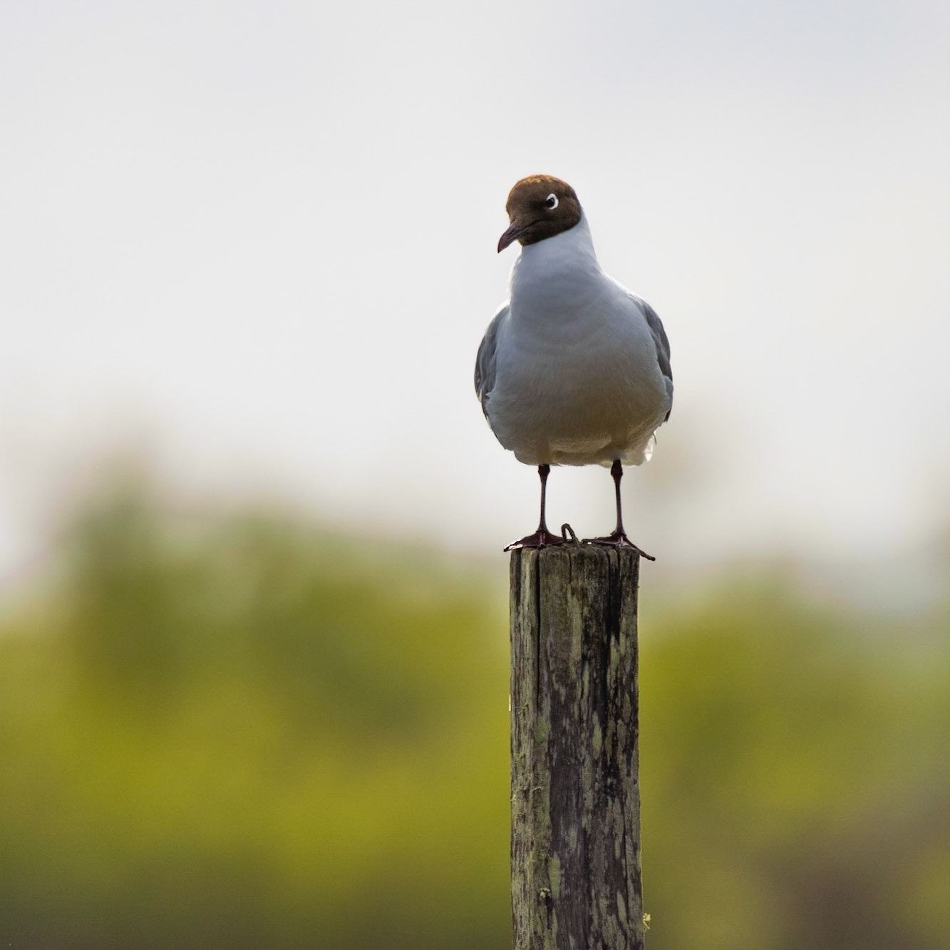 La mouette rieuse