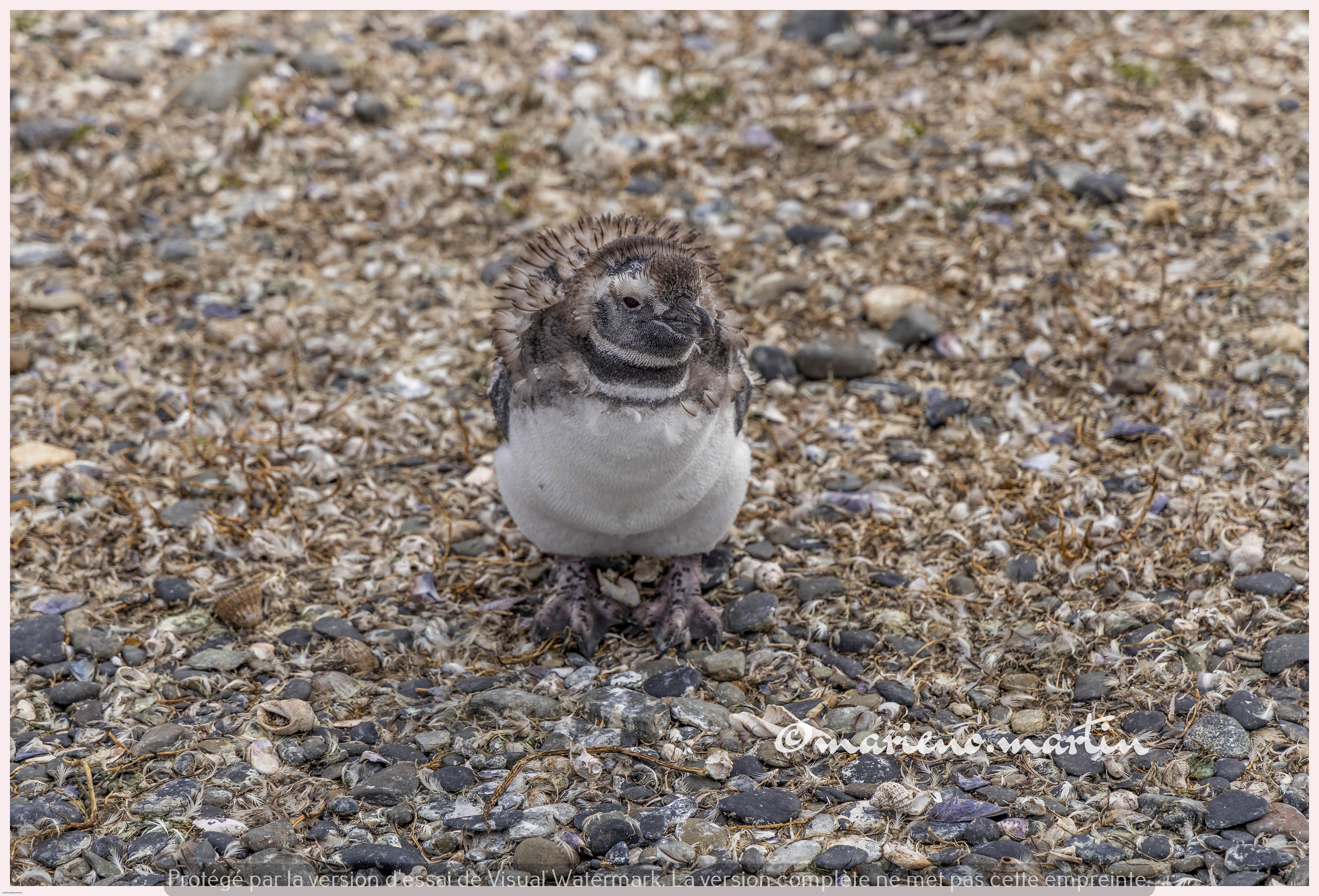 Un manchot juvénile