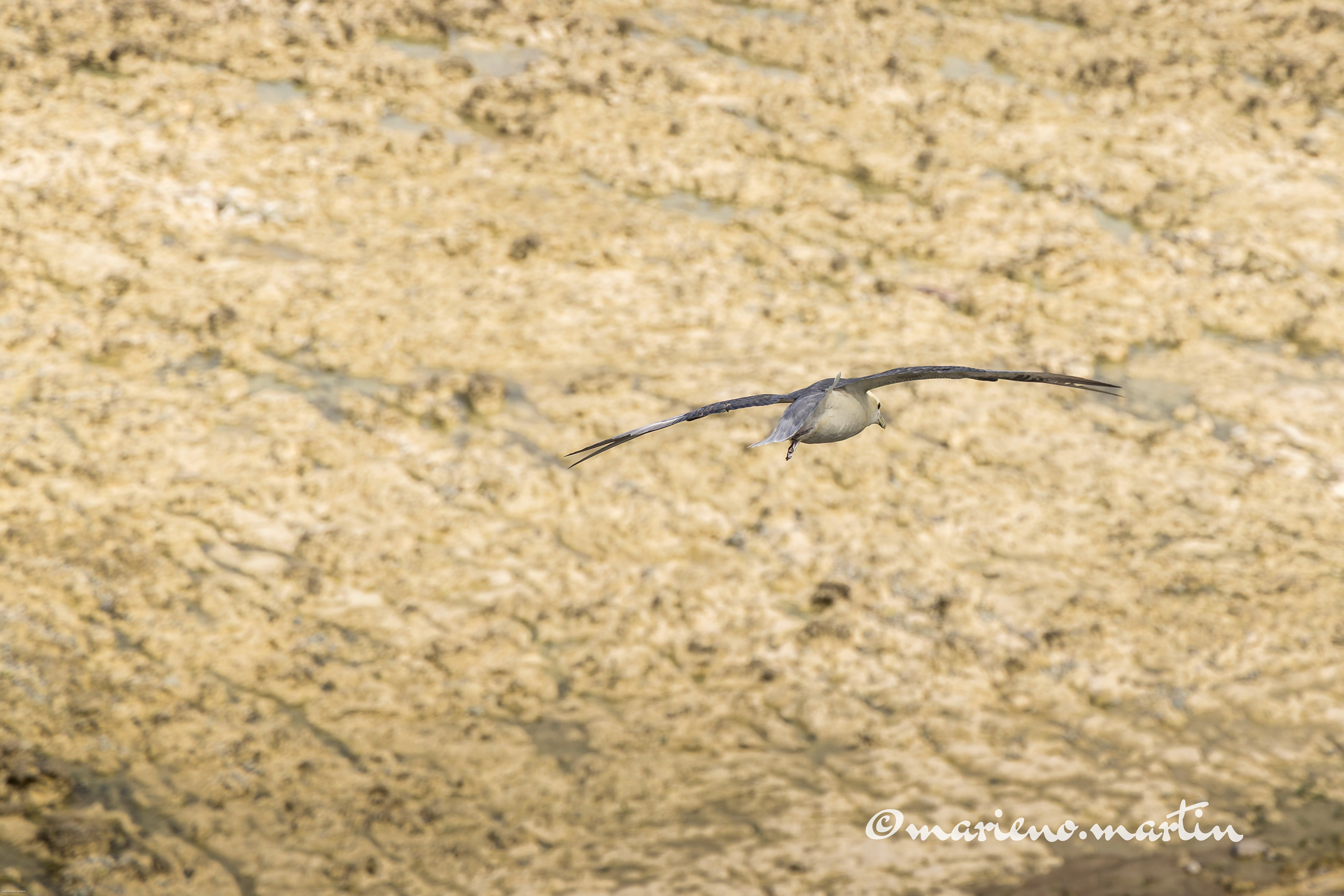 Fulmar boréal