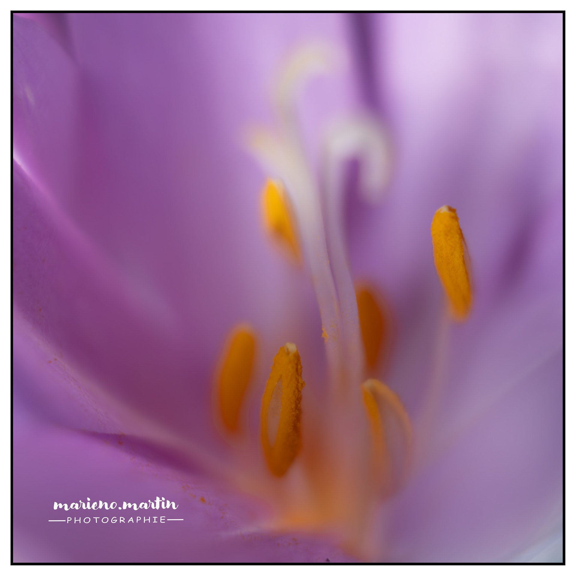 Proxi crocus 