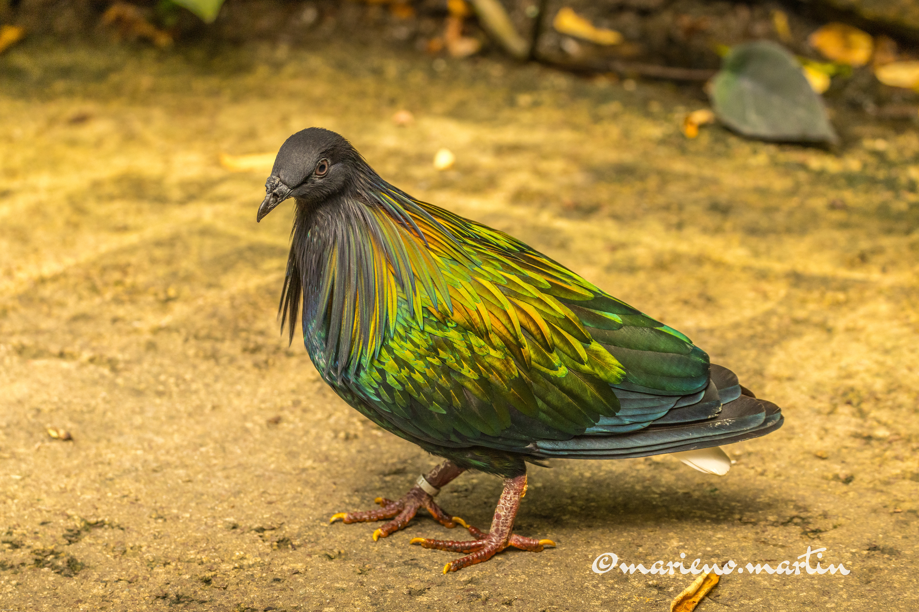 Le pigeon nicobar