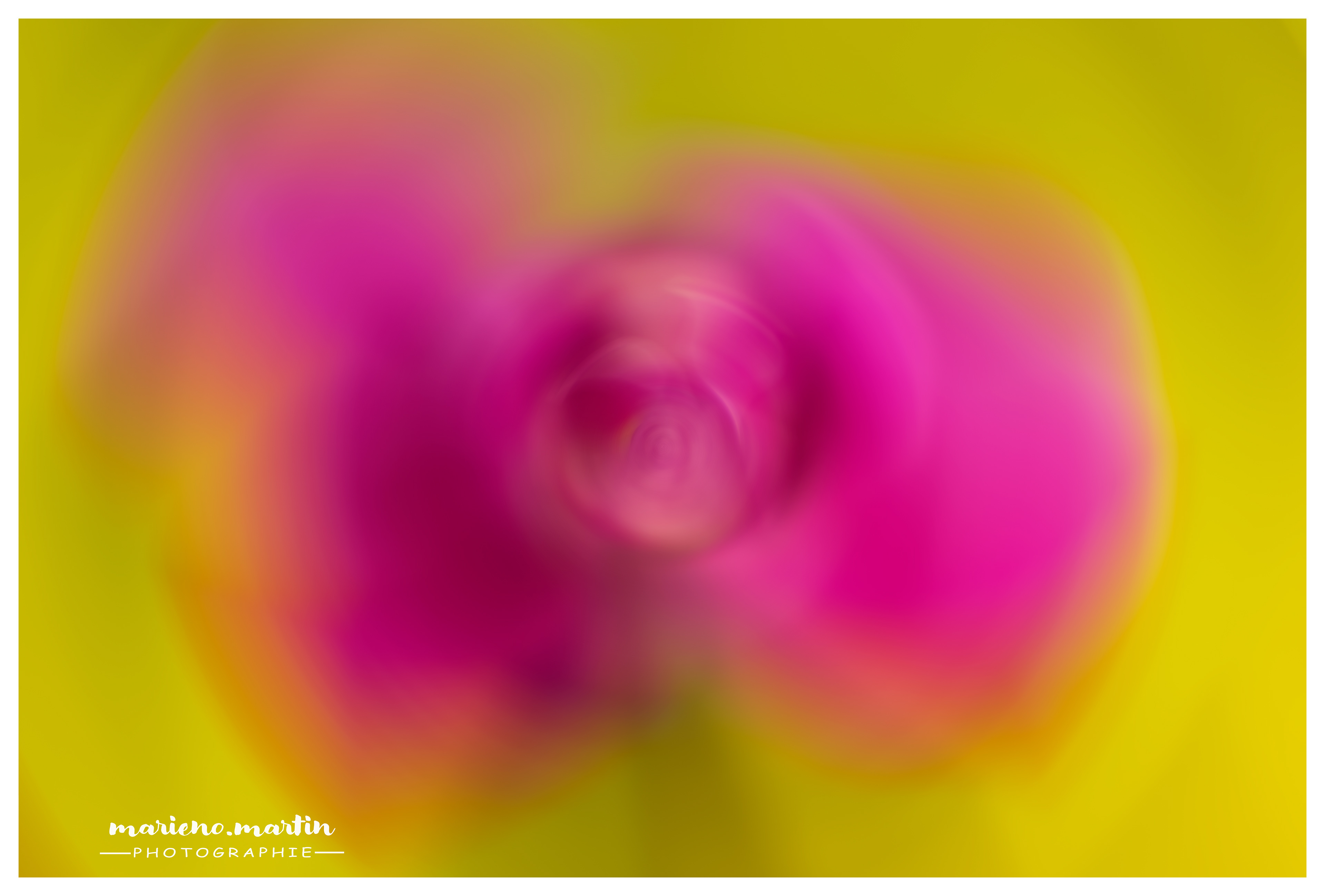 Ceci n'est pas une rose !