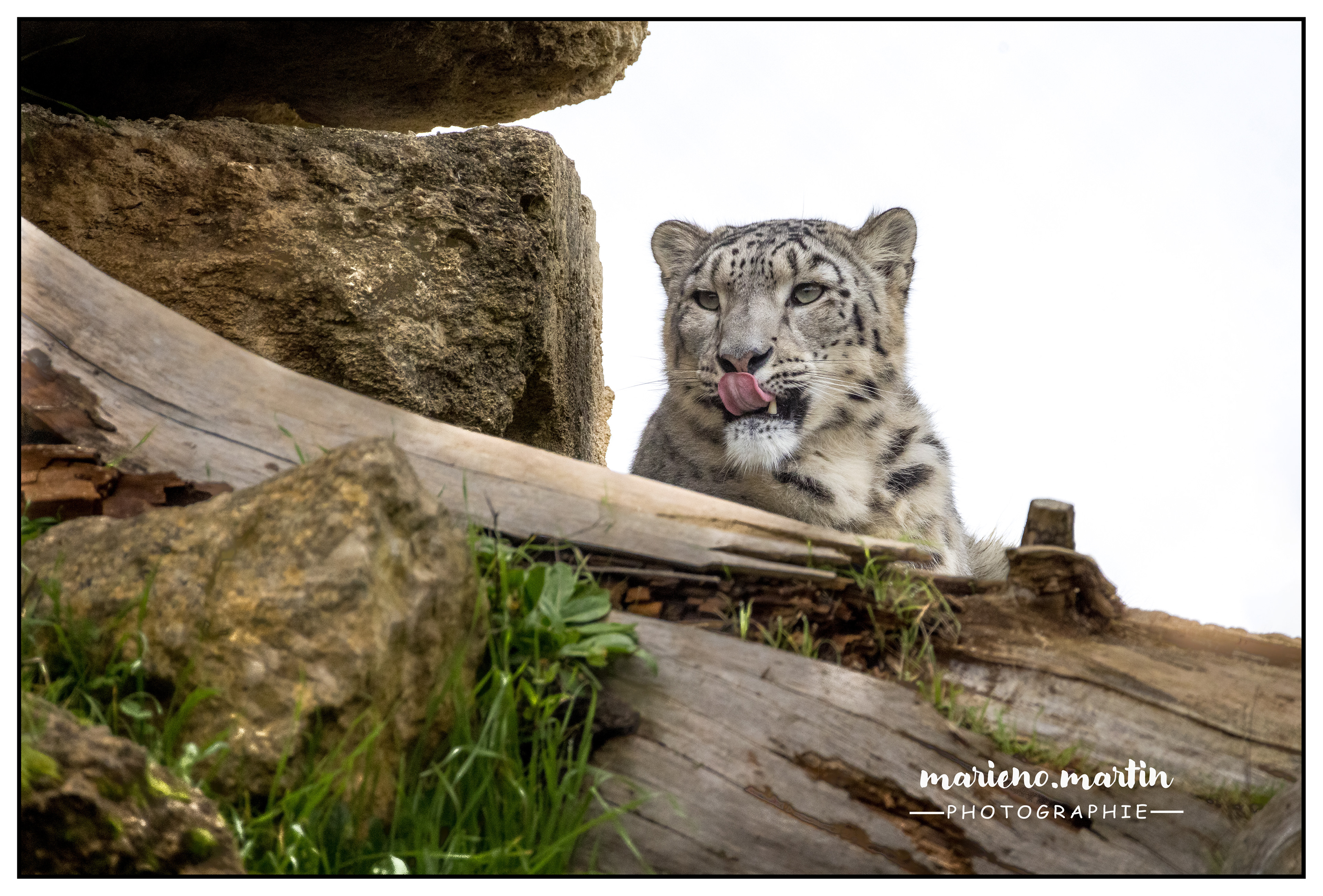 La panthère des neiges - Douè la fontaine