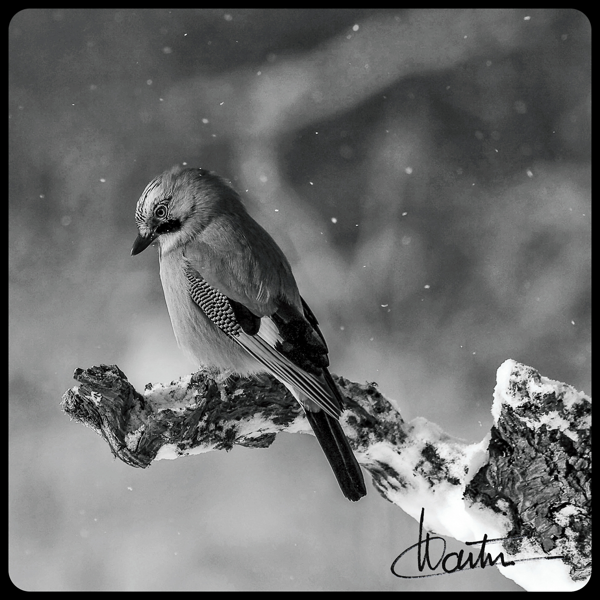 Un Gaie façon Ansel Adams