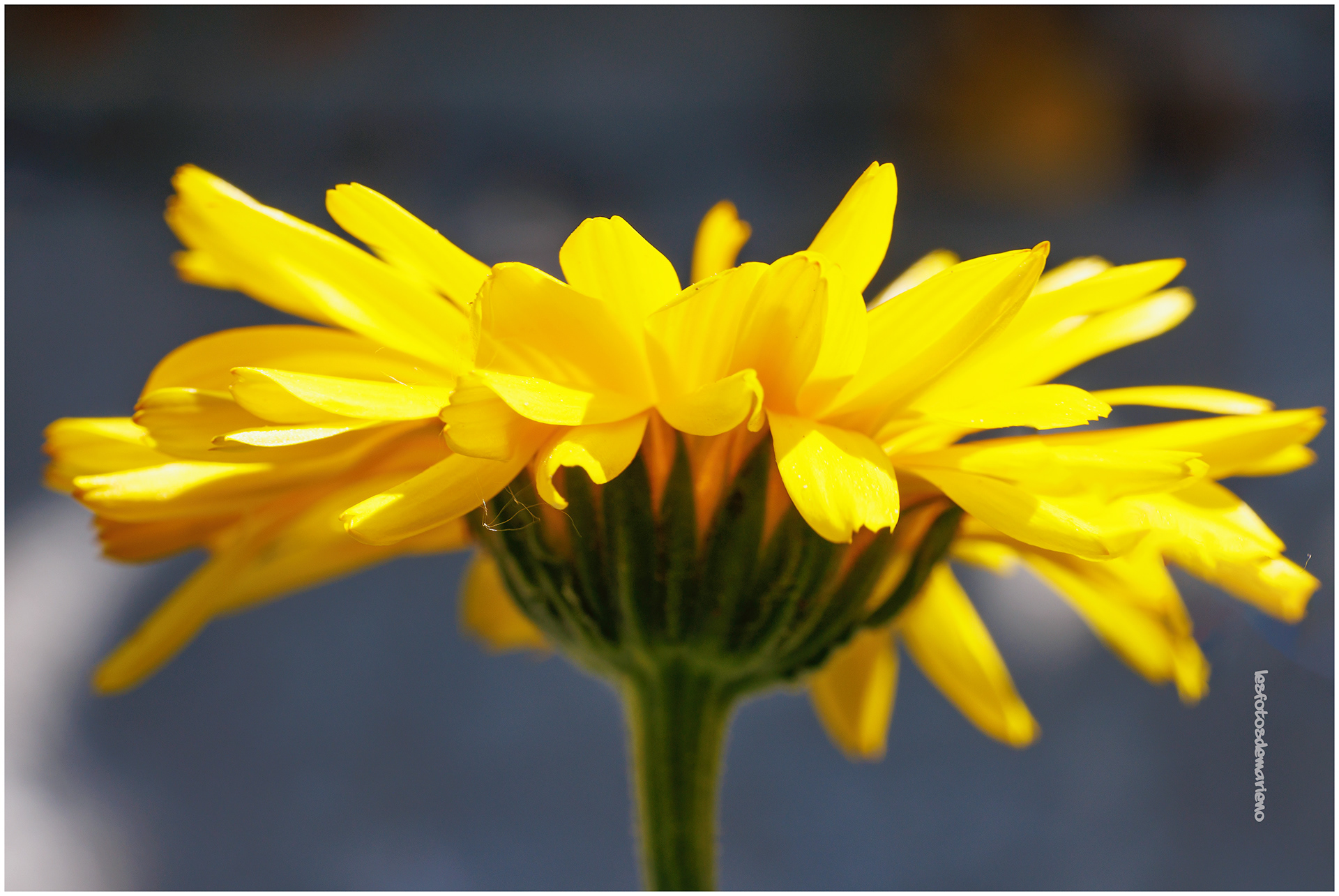 La fleur de pissenlit 2