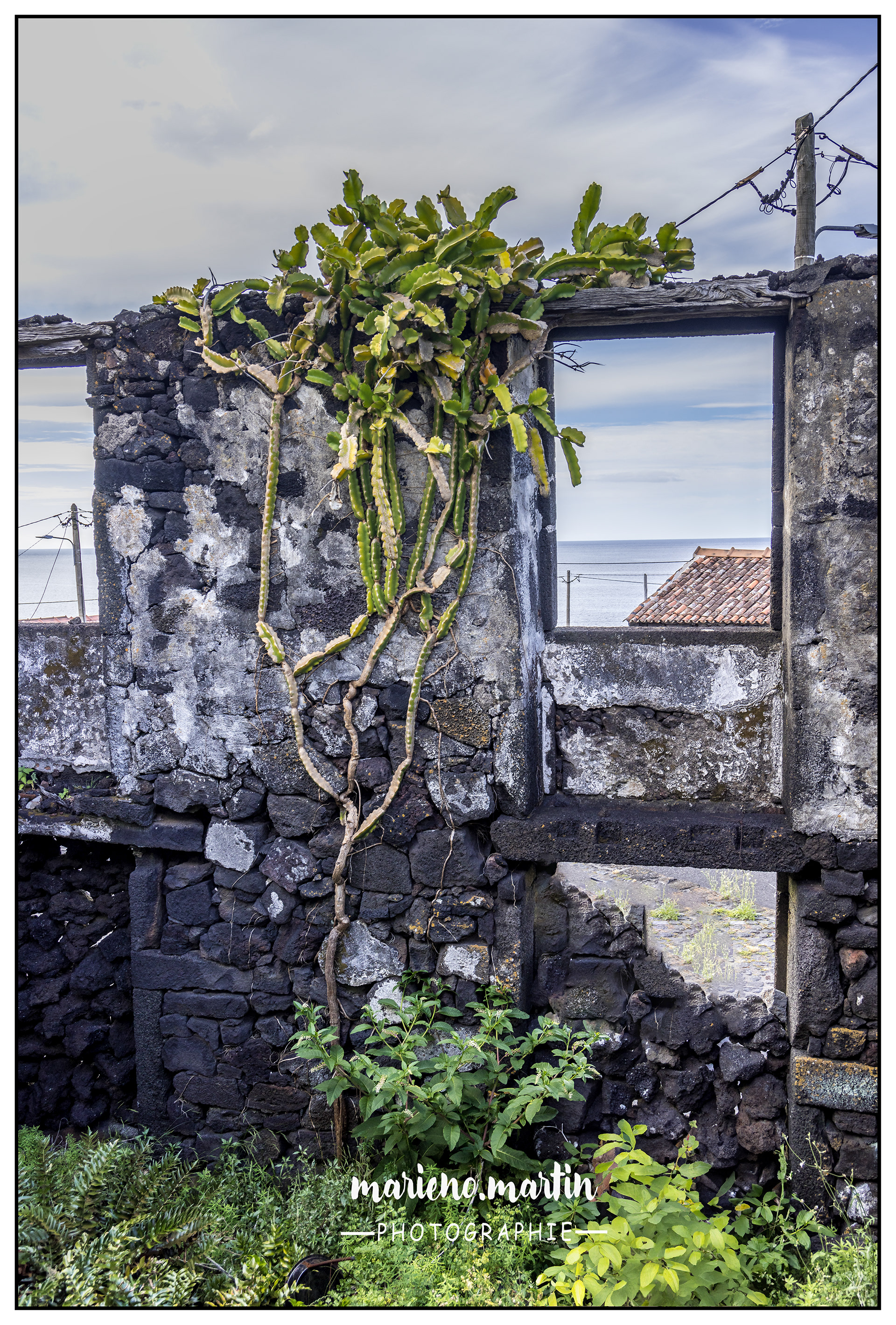 Mur de cactus
