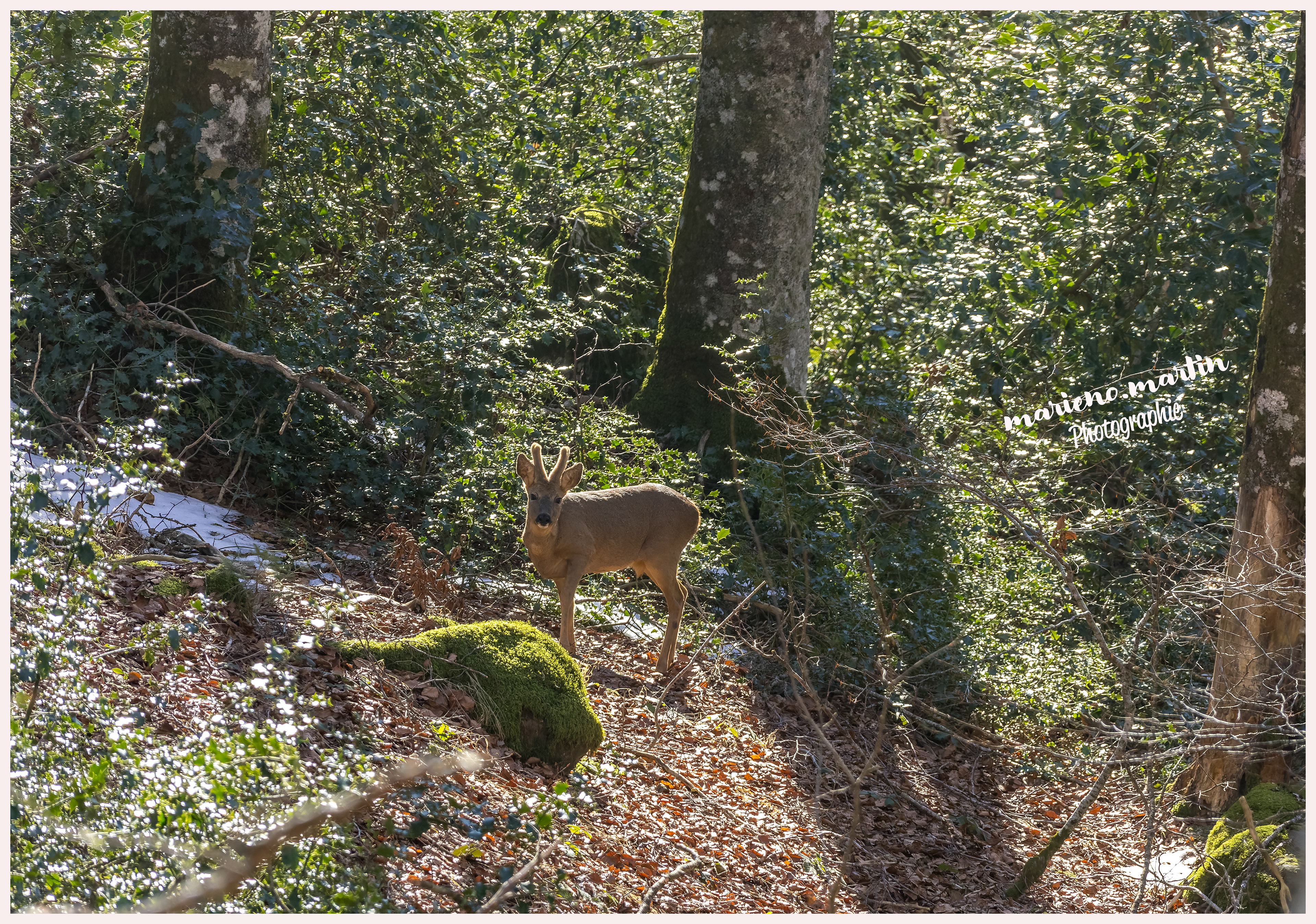 Le brocard à l'orée du bois