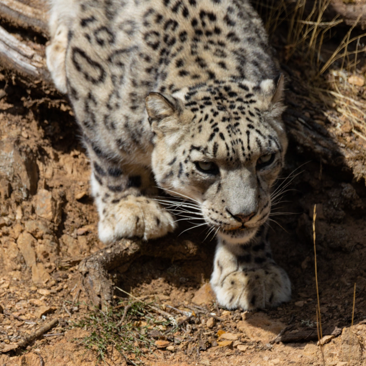 La panthère des neiges