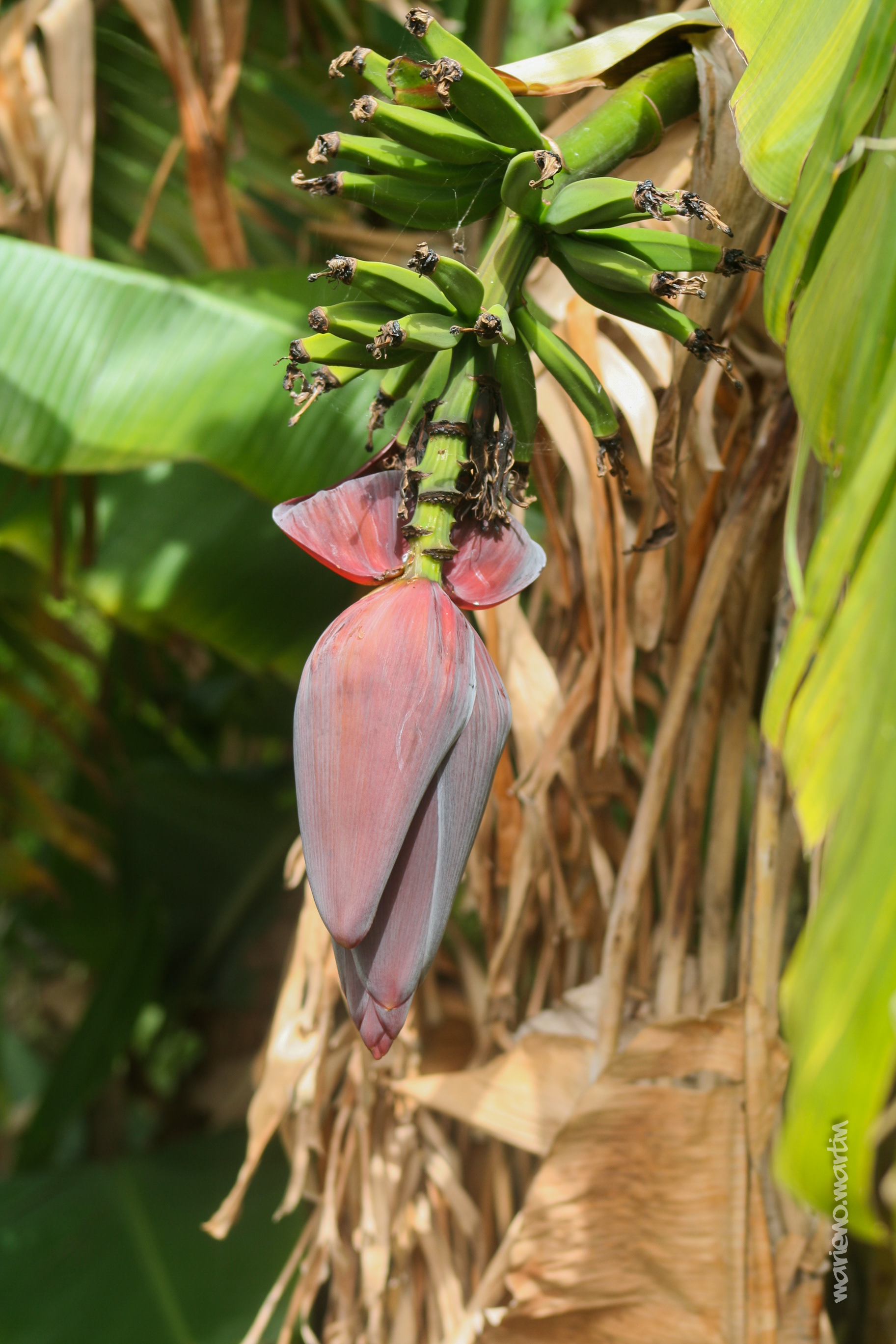 Fleur de bananier
