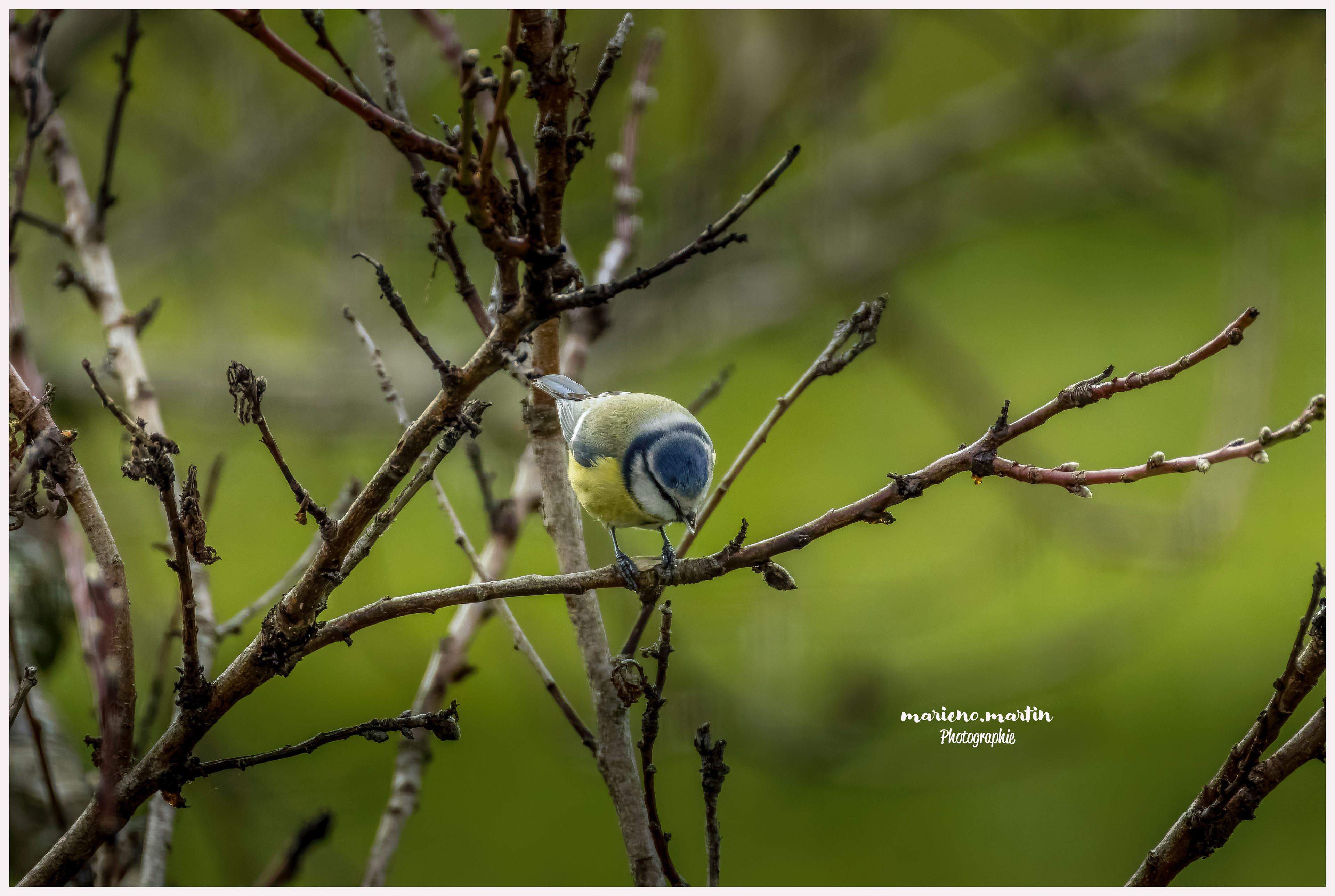 Mésange bleue