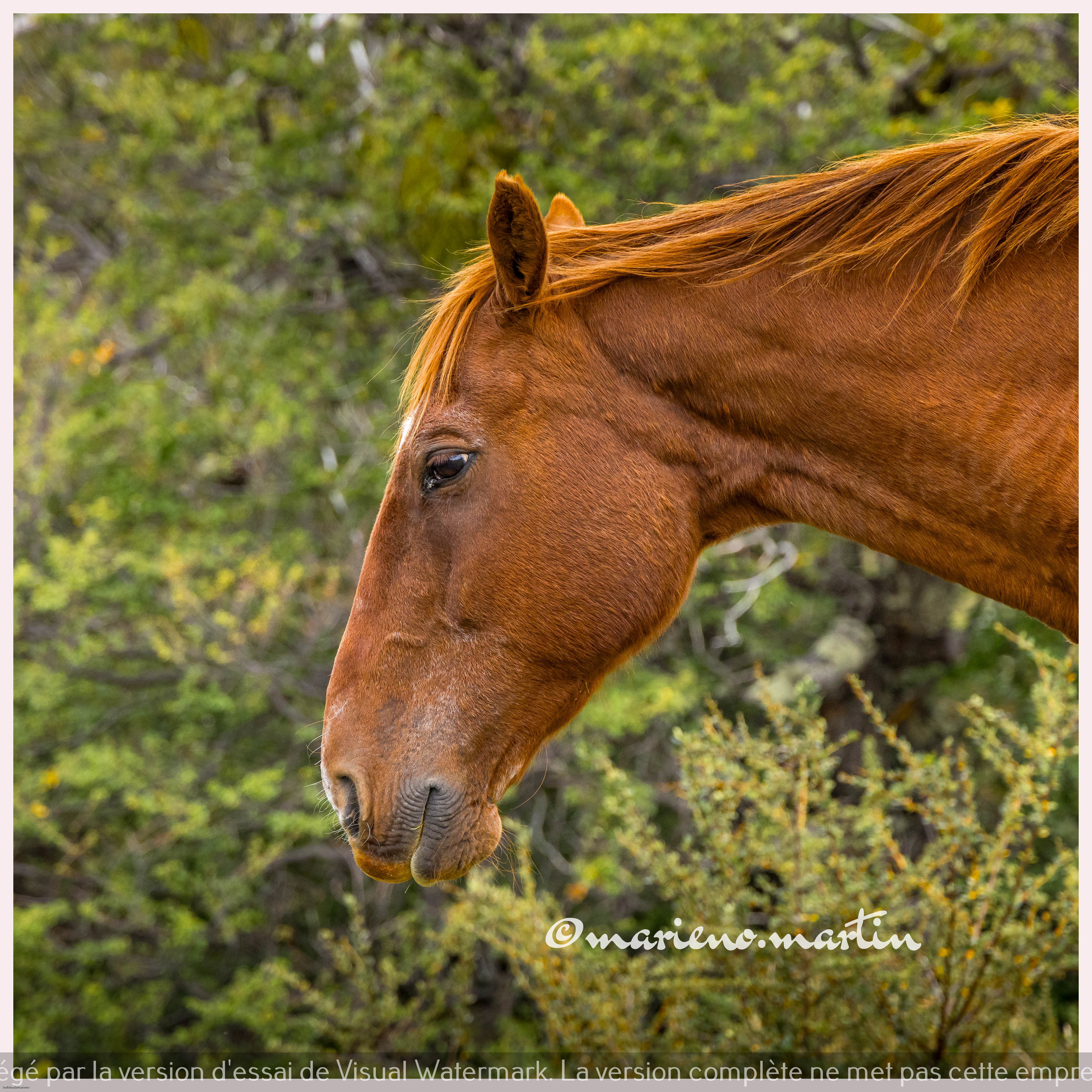 Le cheval de patagonie