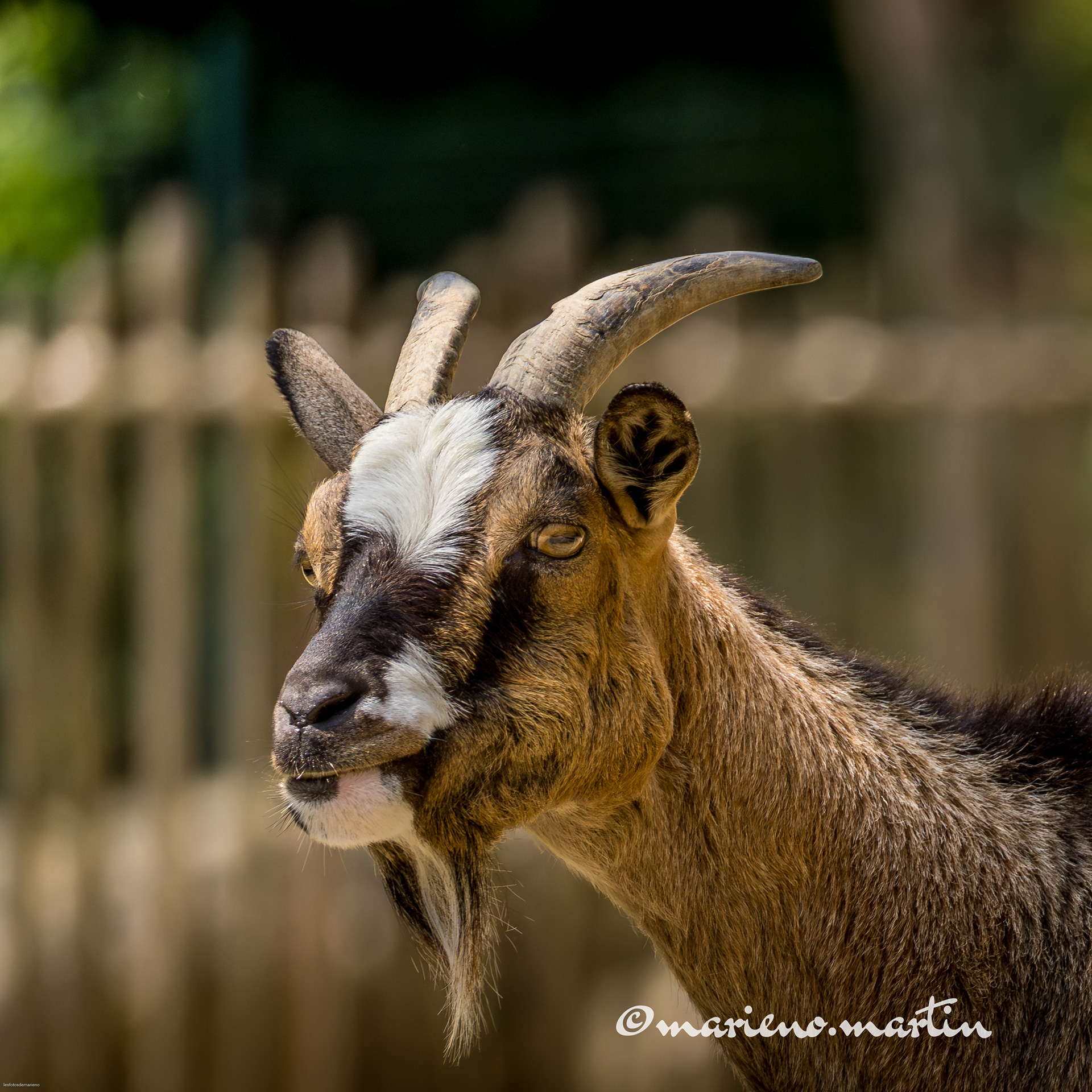 La chèvre de Mr Seguin