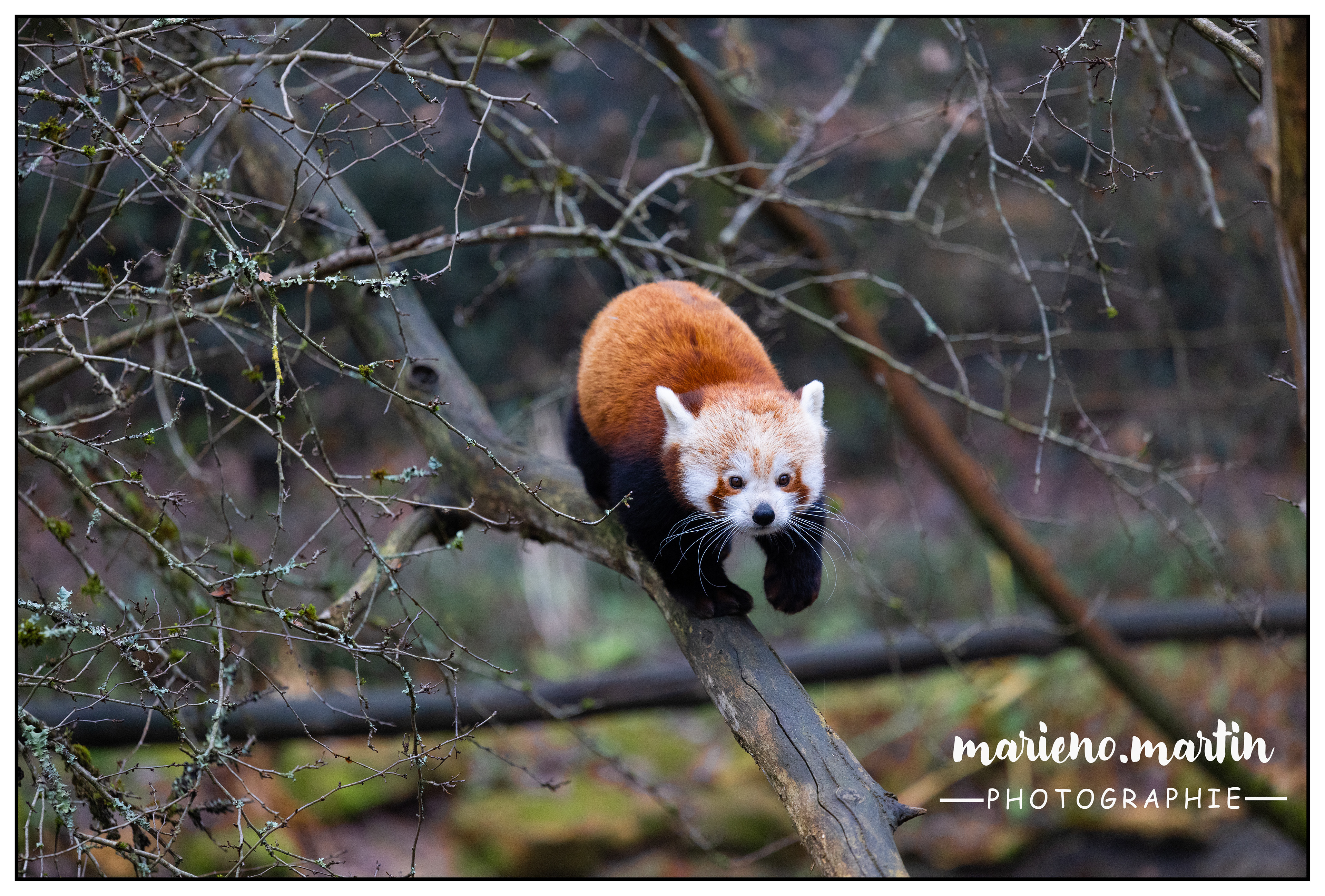 Equilibre Panda! Réserve Calviac