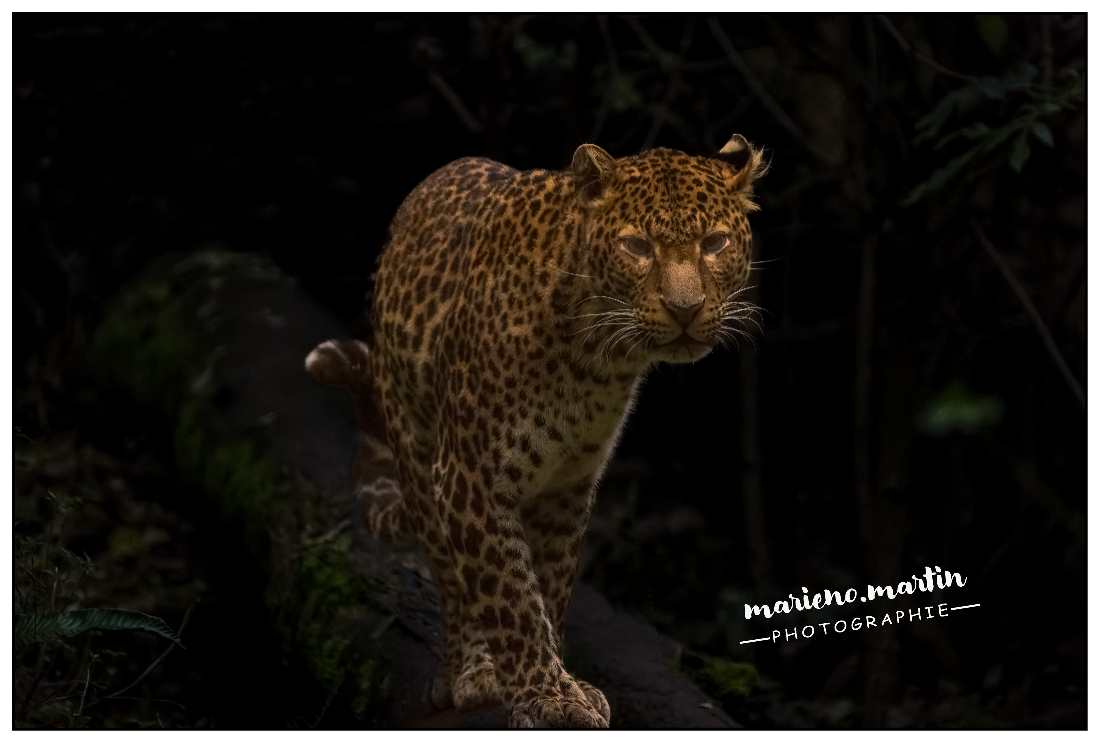 Le Léopard - doué en Anjou