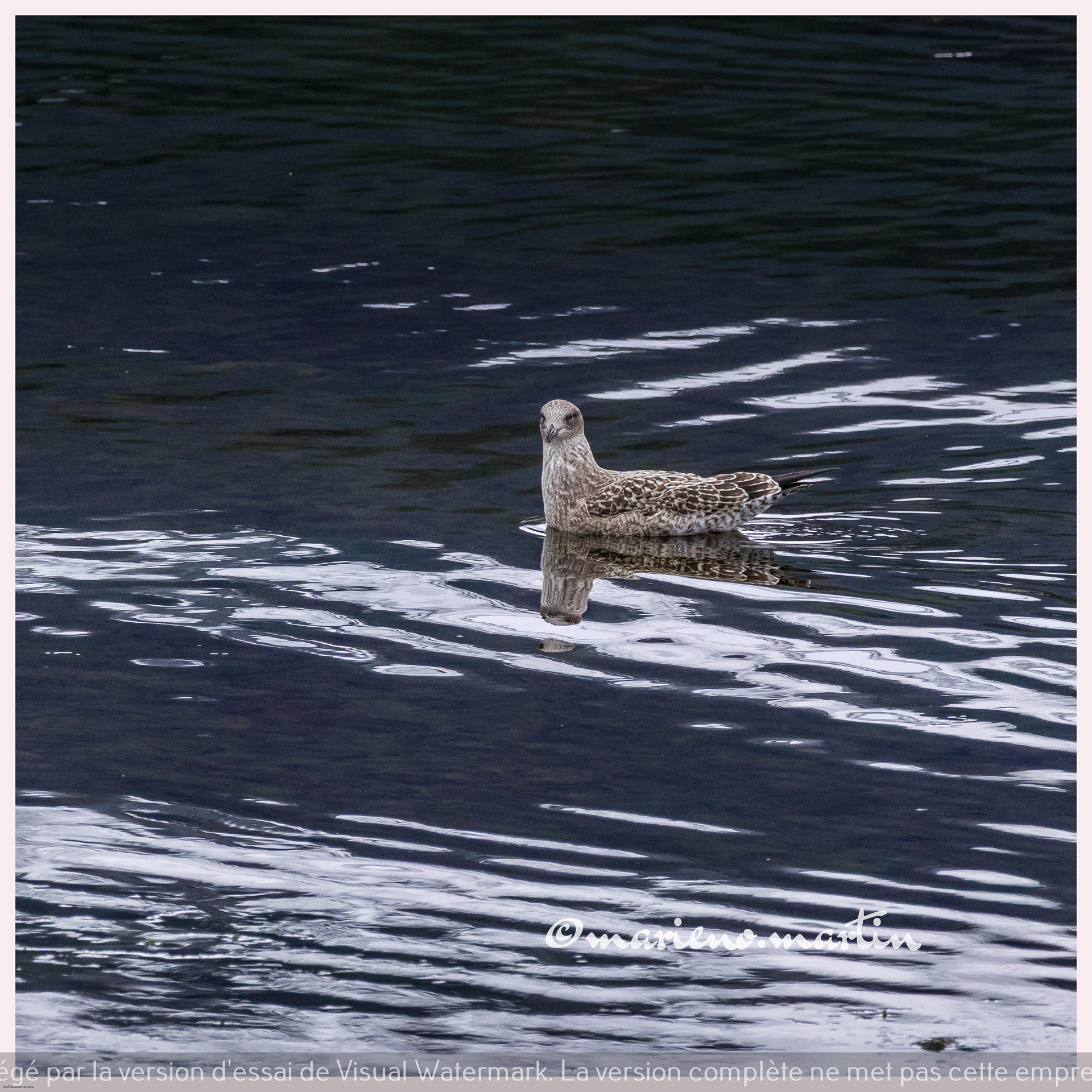 Le goeland de Ushuaia