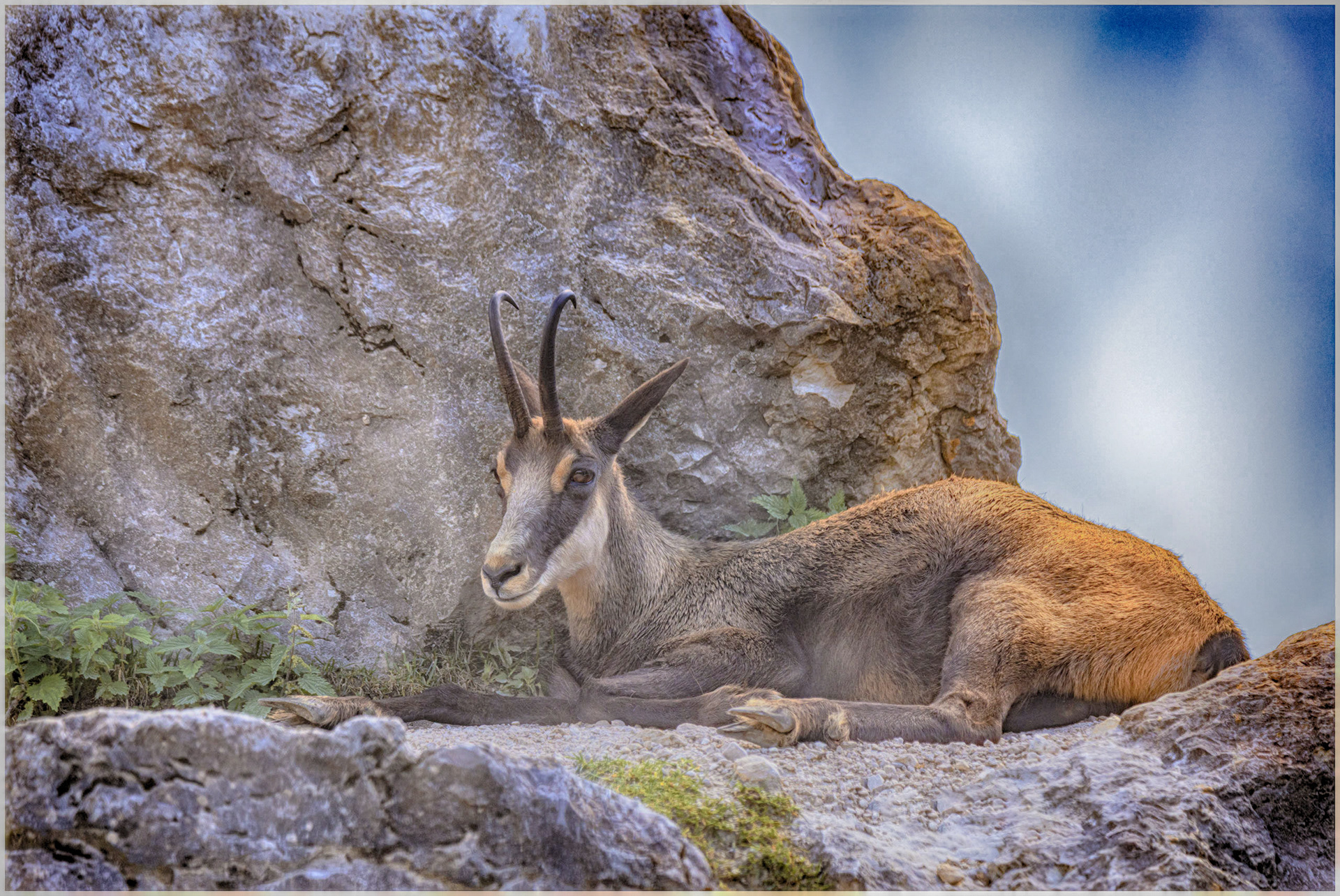 Chamois