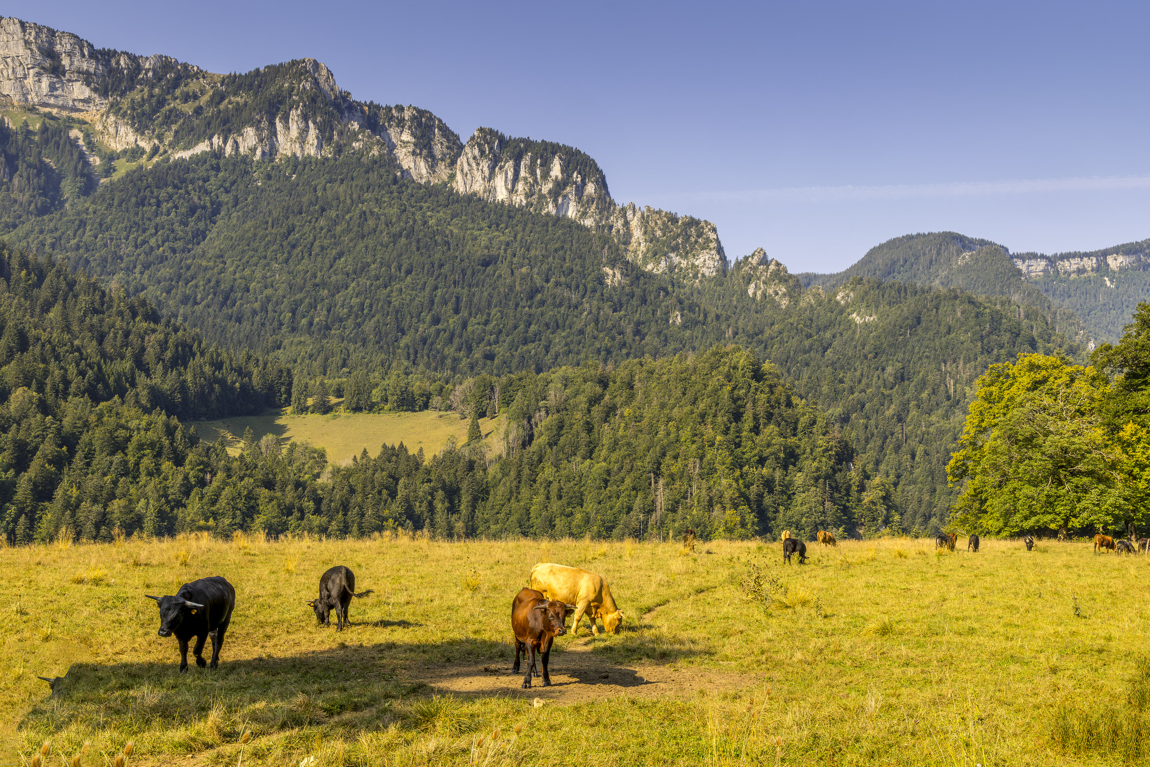 Bienvenue en chartreuse