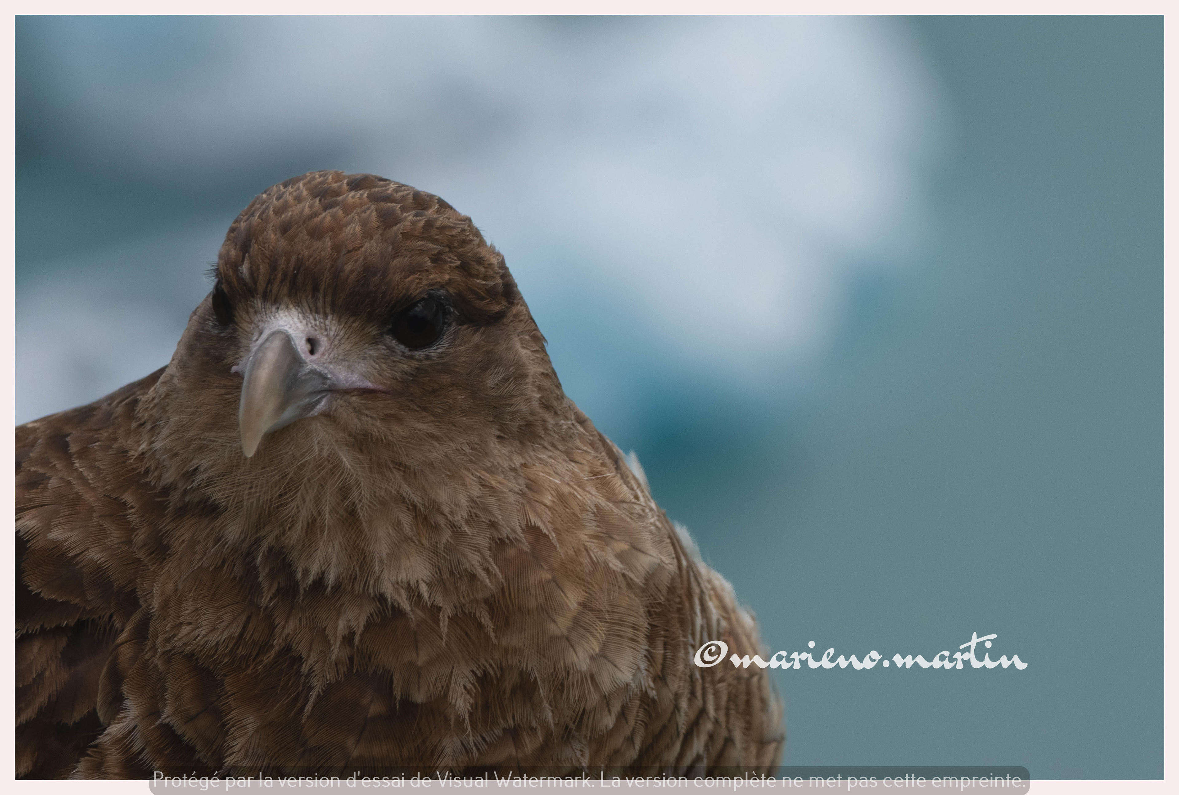 Le faucon du glacier