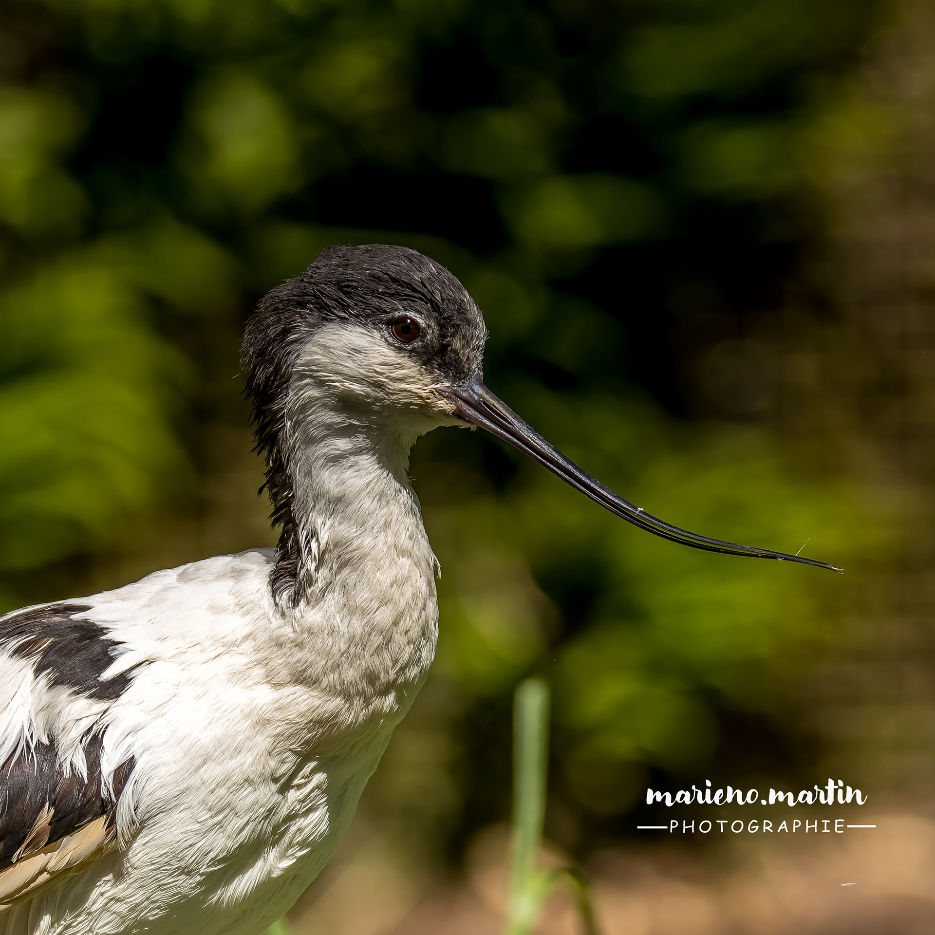 Avocette élégante
