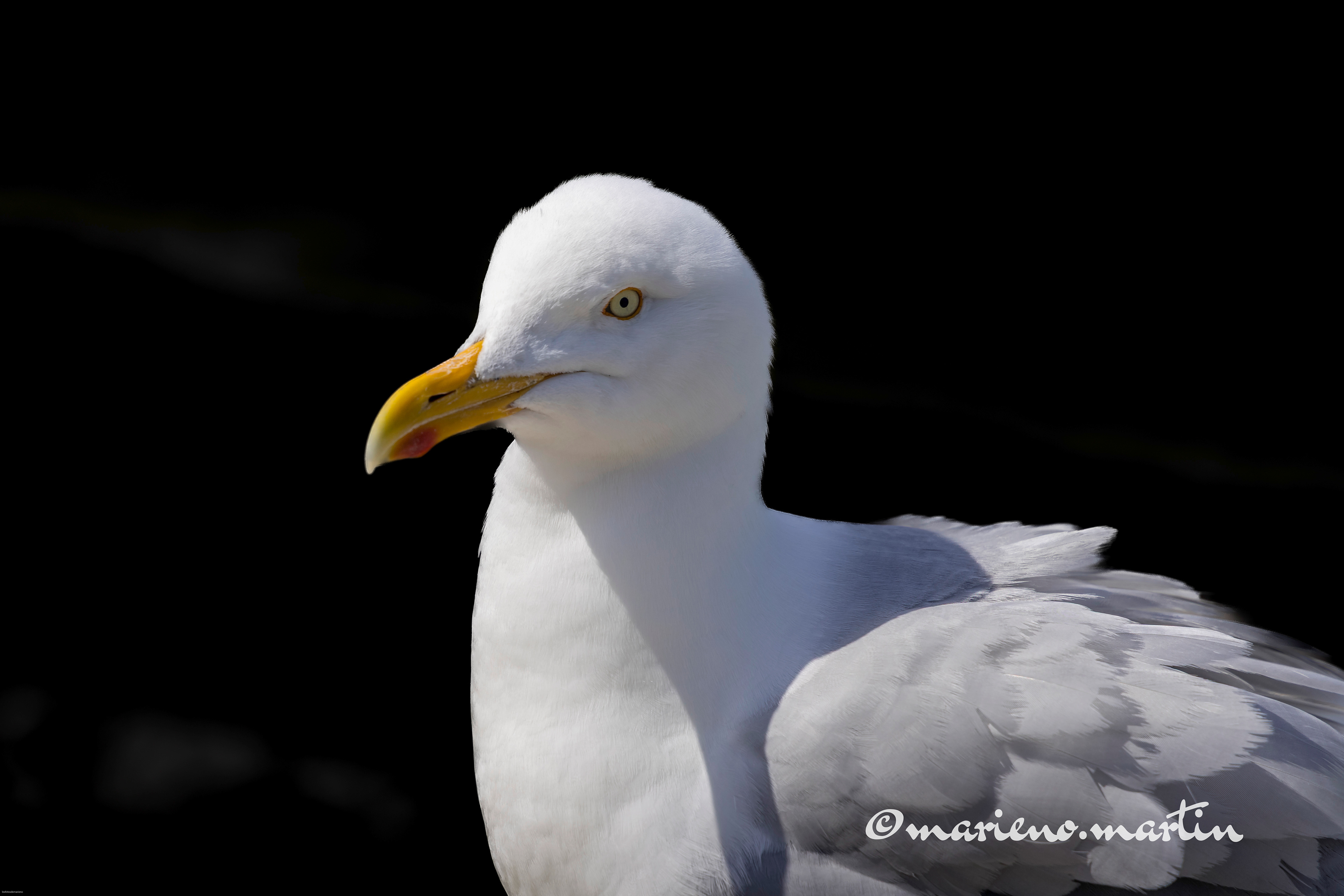 Goeland