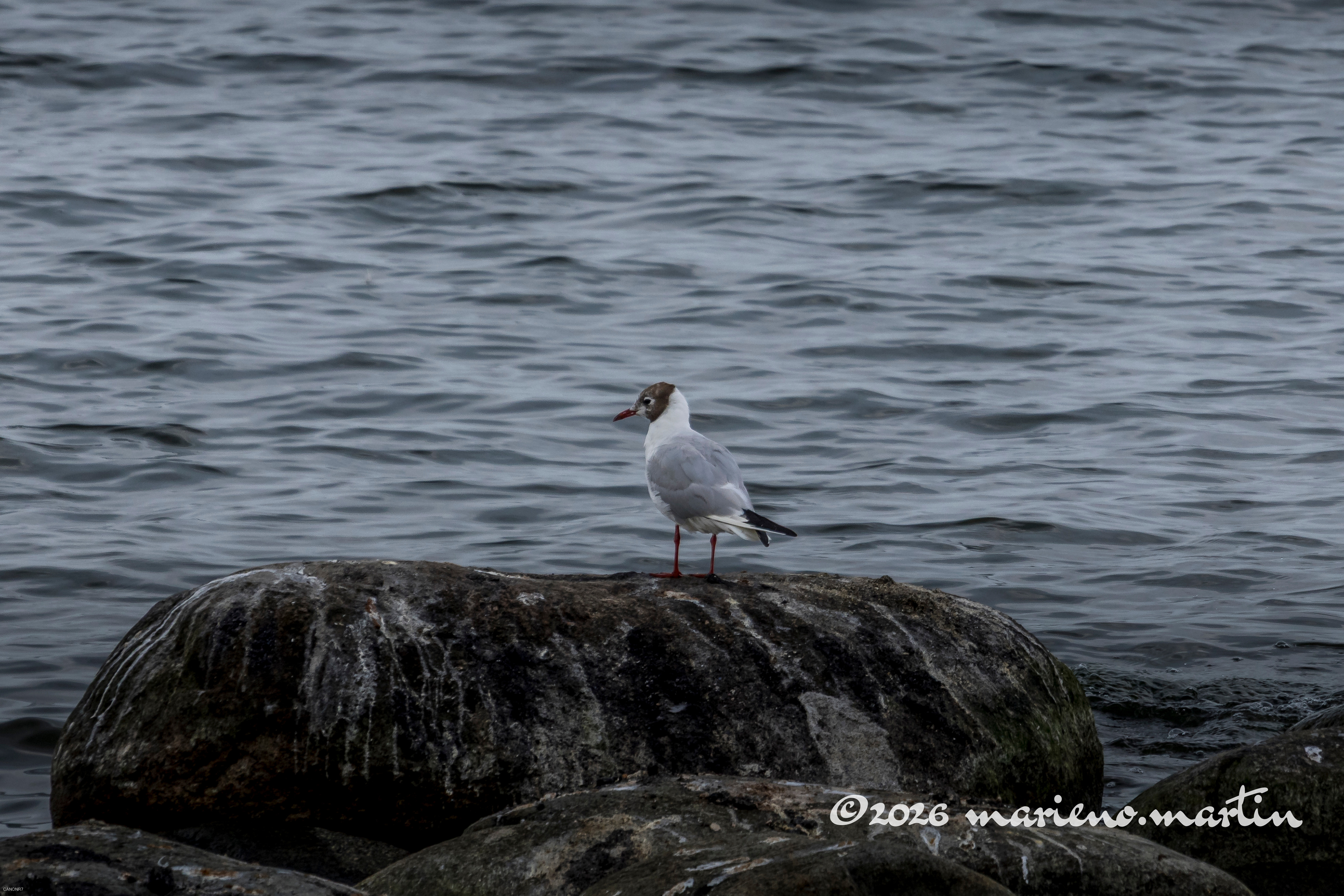 Mouette rieuse