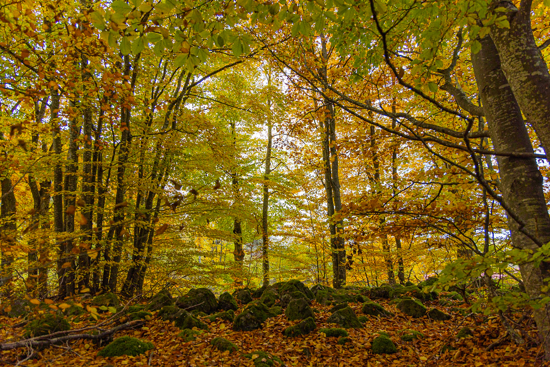 La forêt de Bourdianne