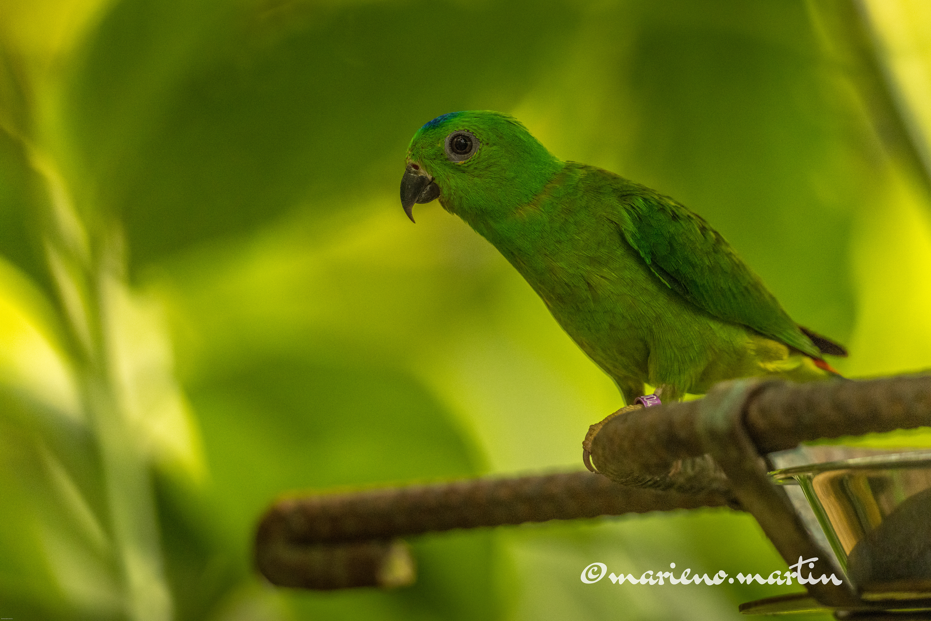Amazone   verte