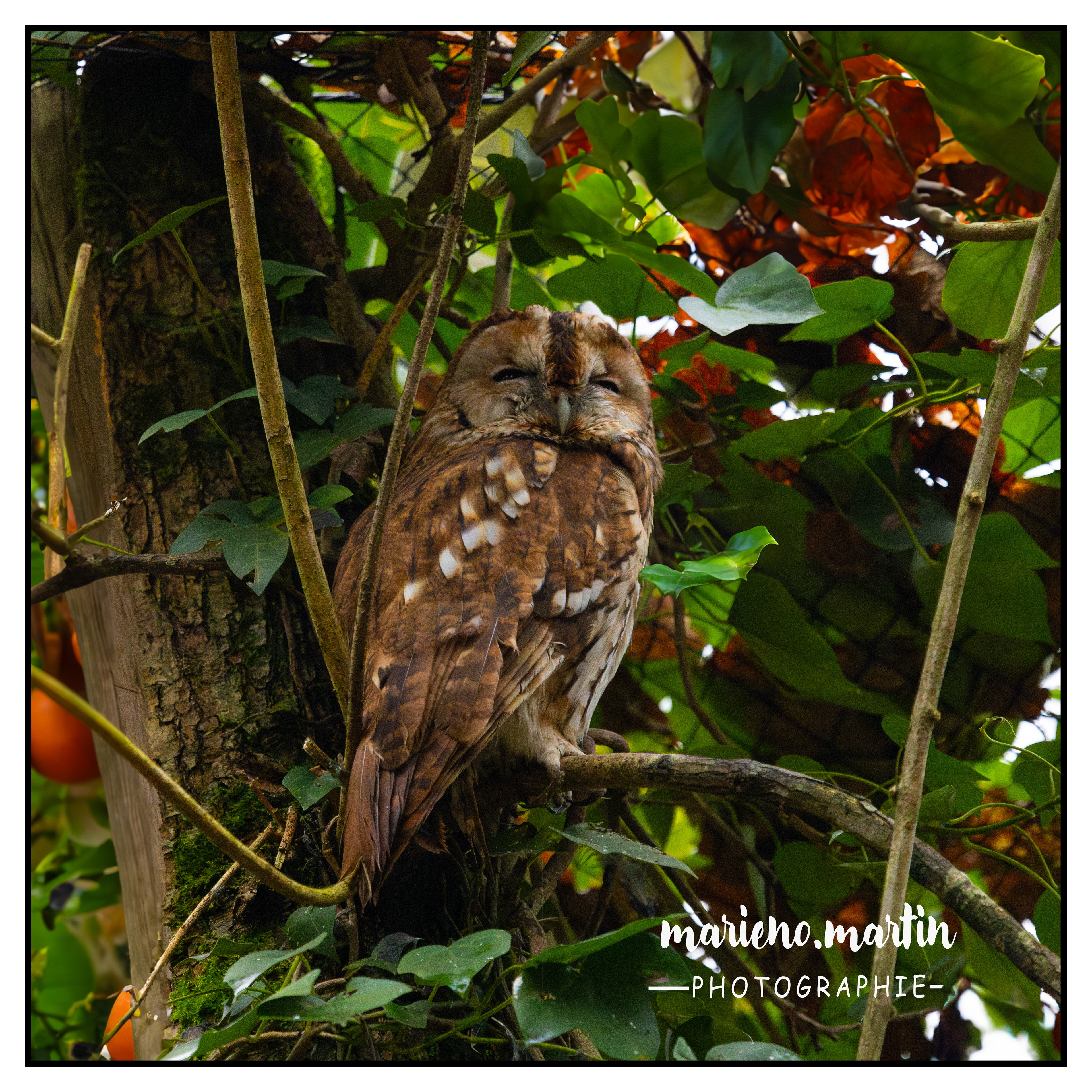 C'est chouette Réserve Calviac