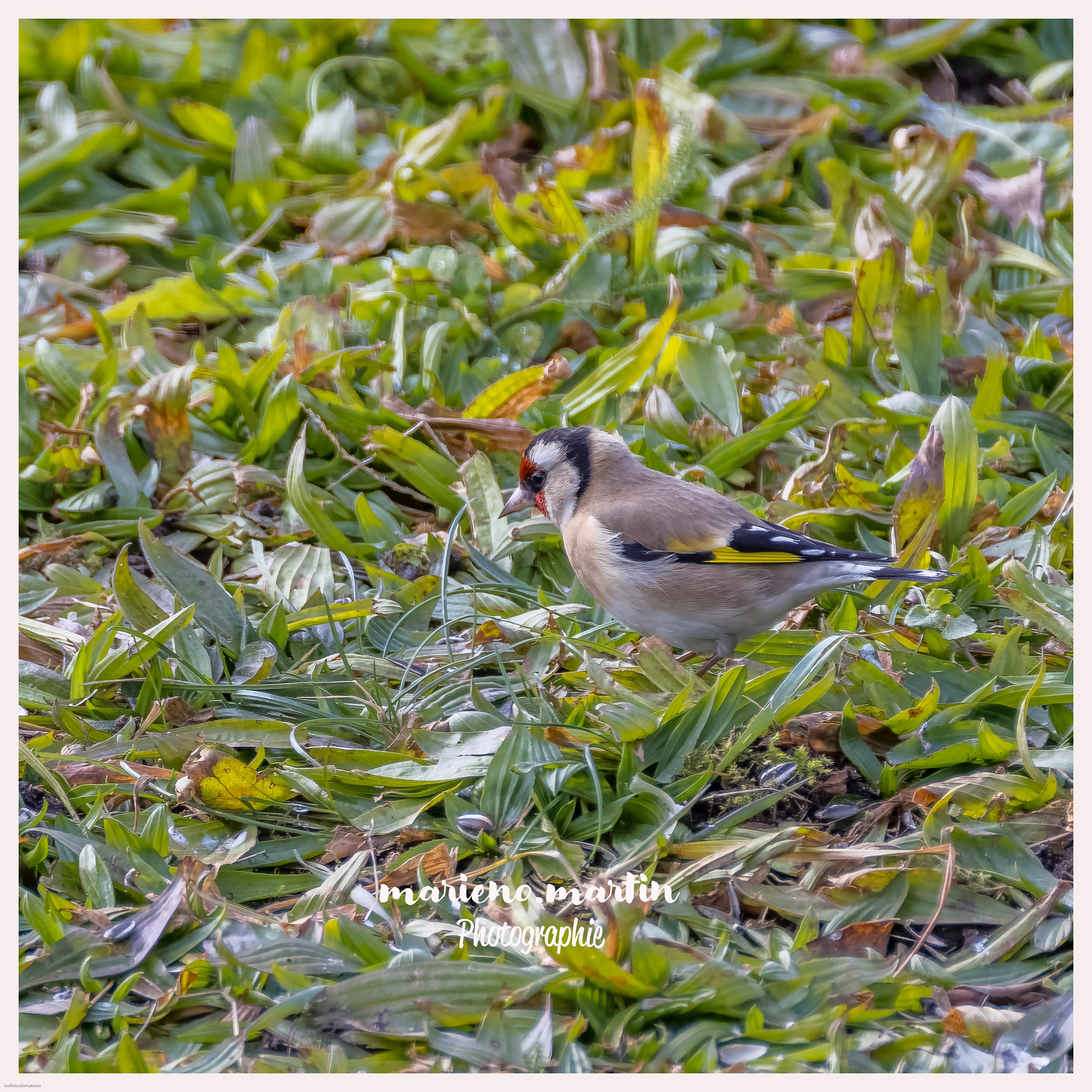 Encore un chardonneret élégant