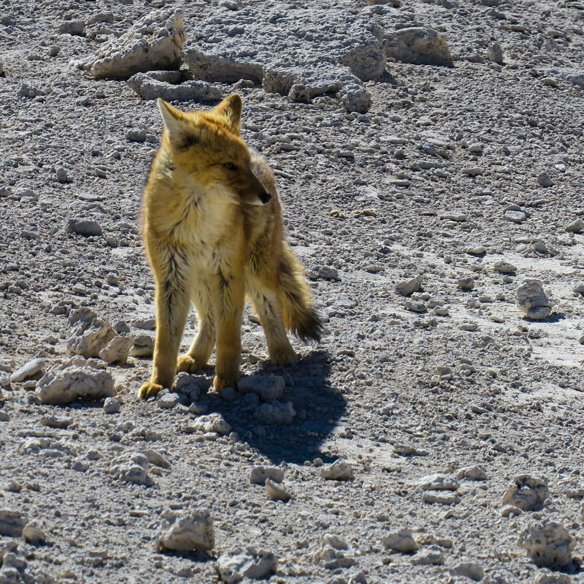Le renard du désert - Bolivie 2019