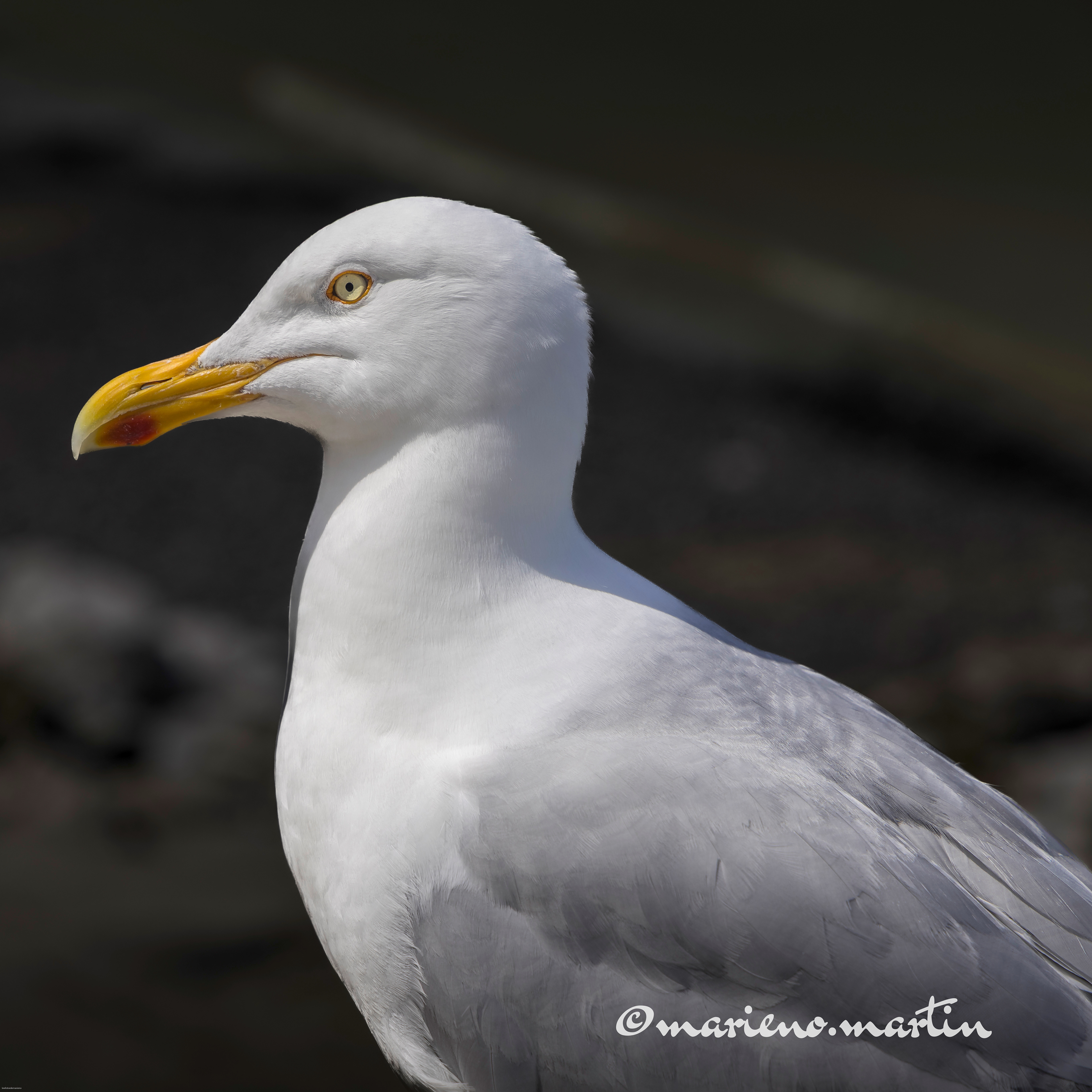 Goeland