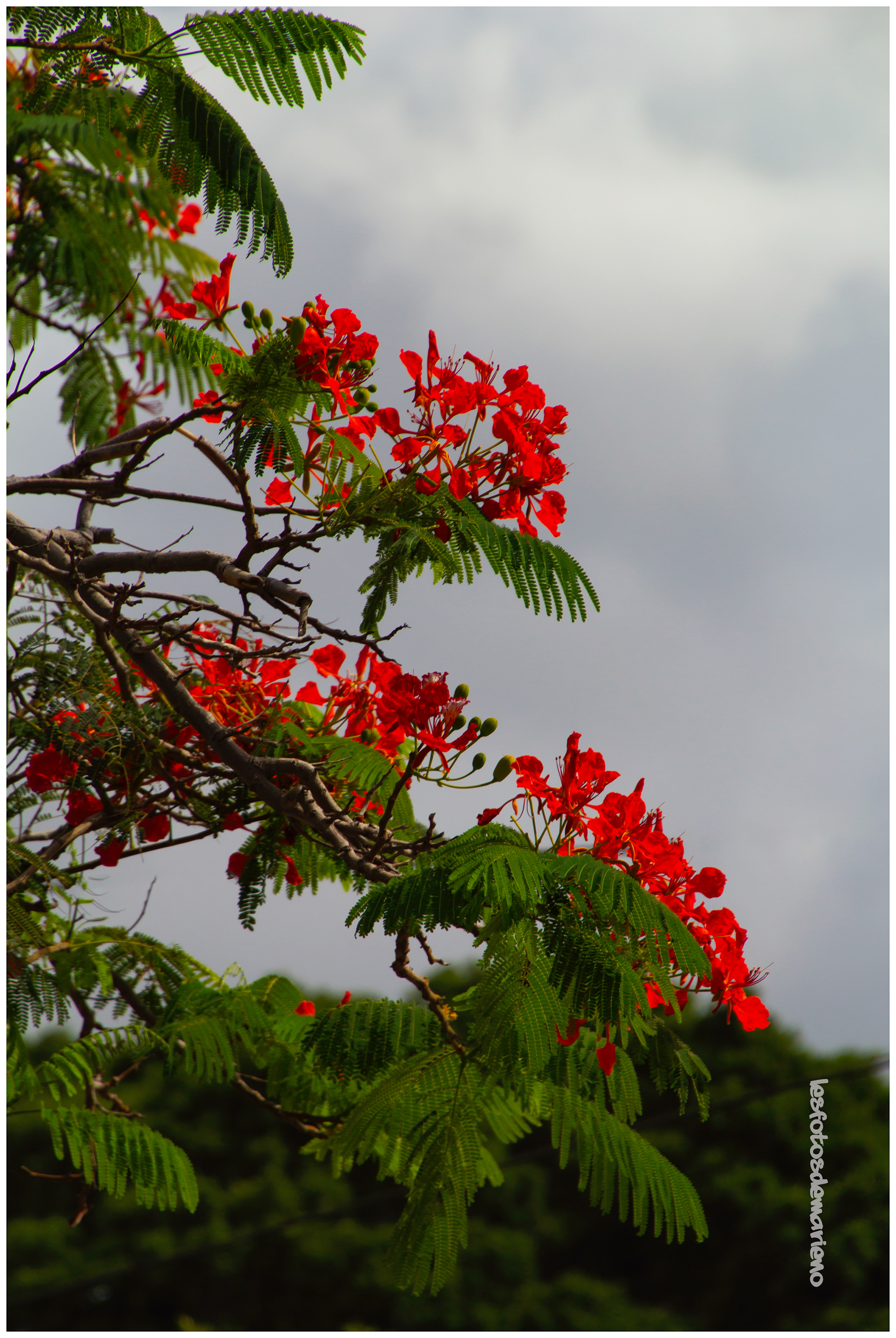 Le flamboyant - Les canaries