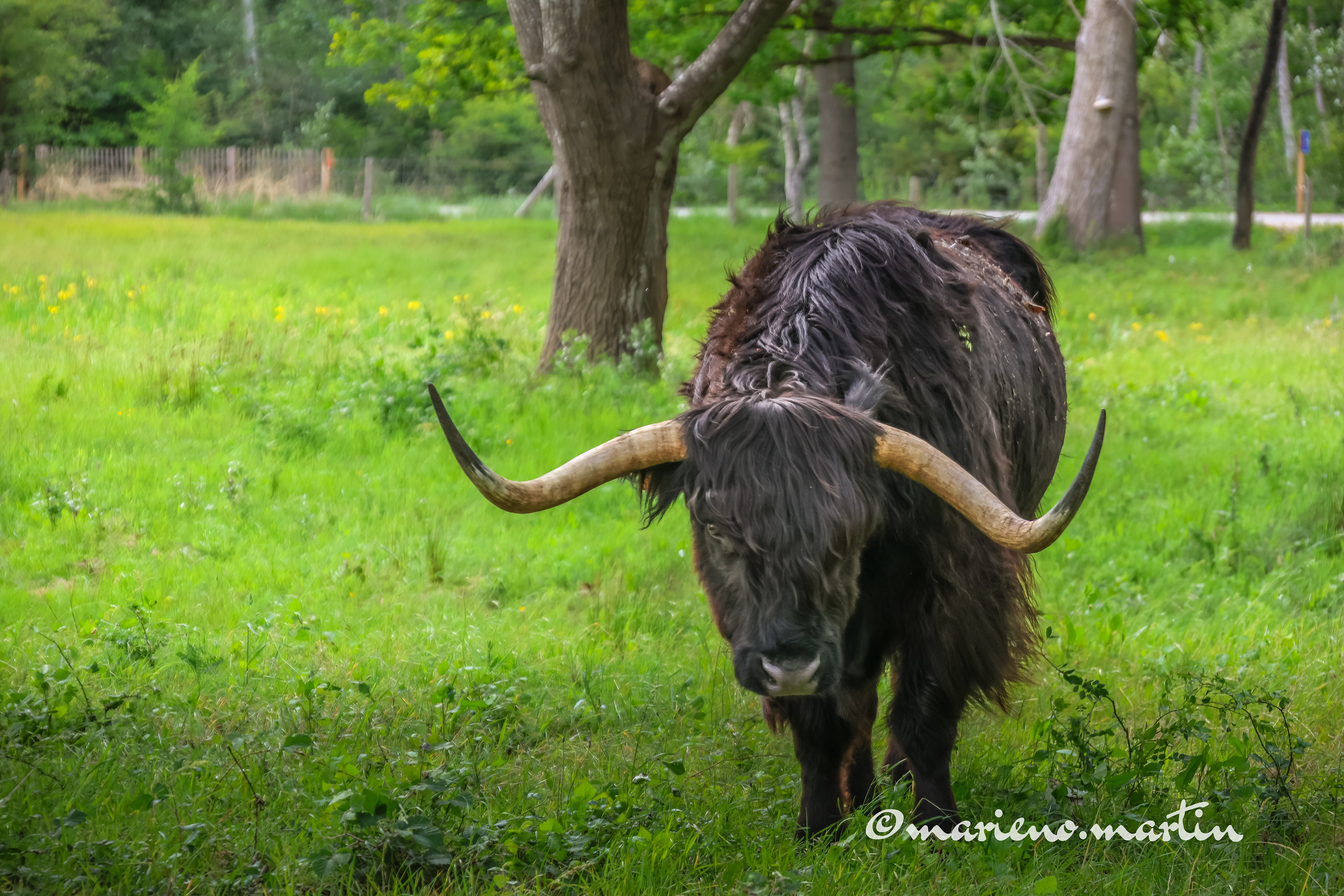 Vache higthland