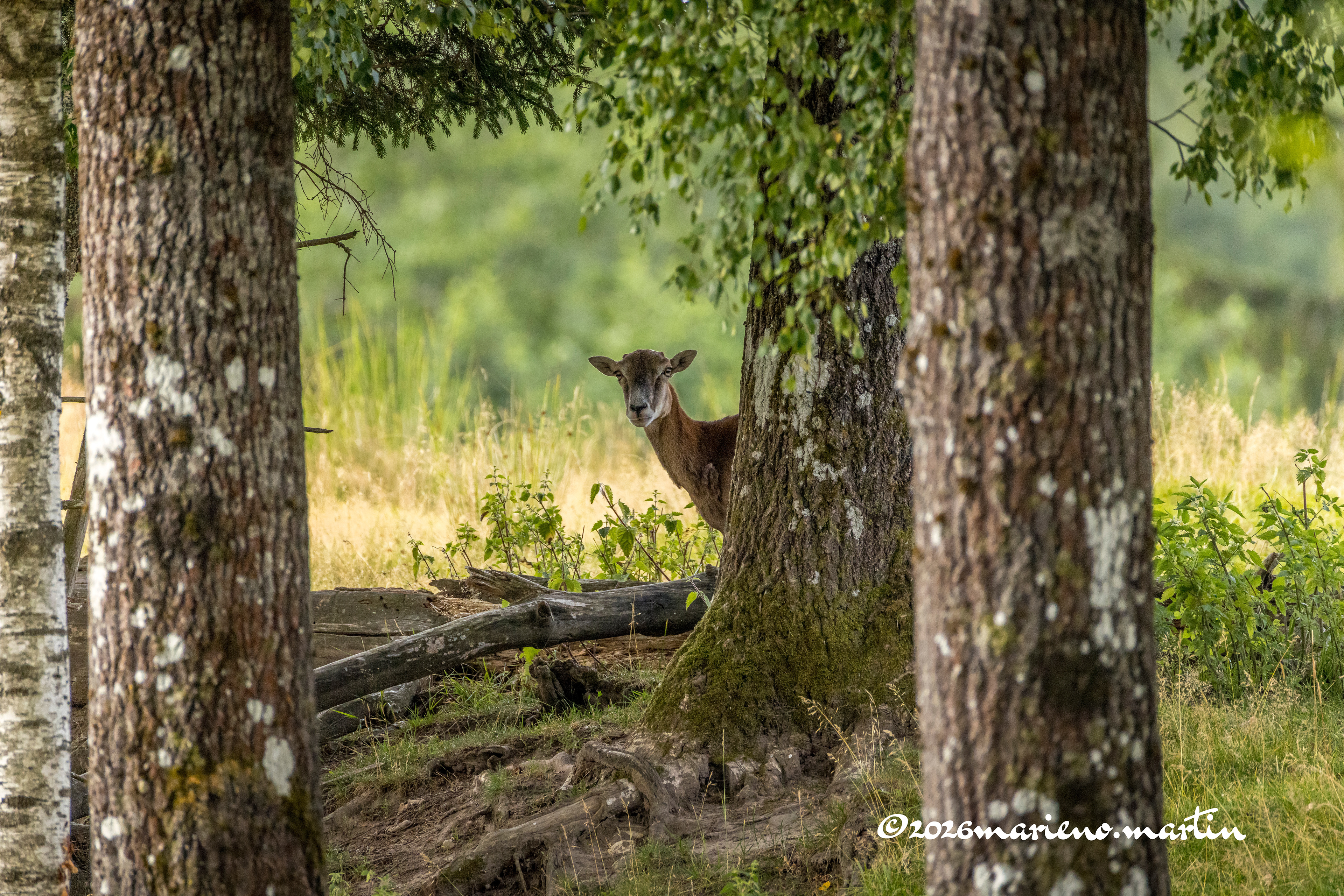 Jeune mouflon