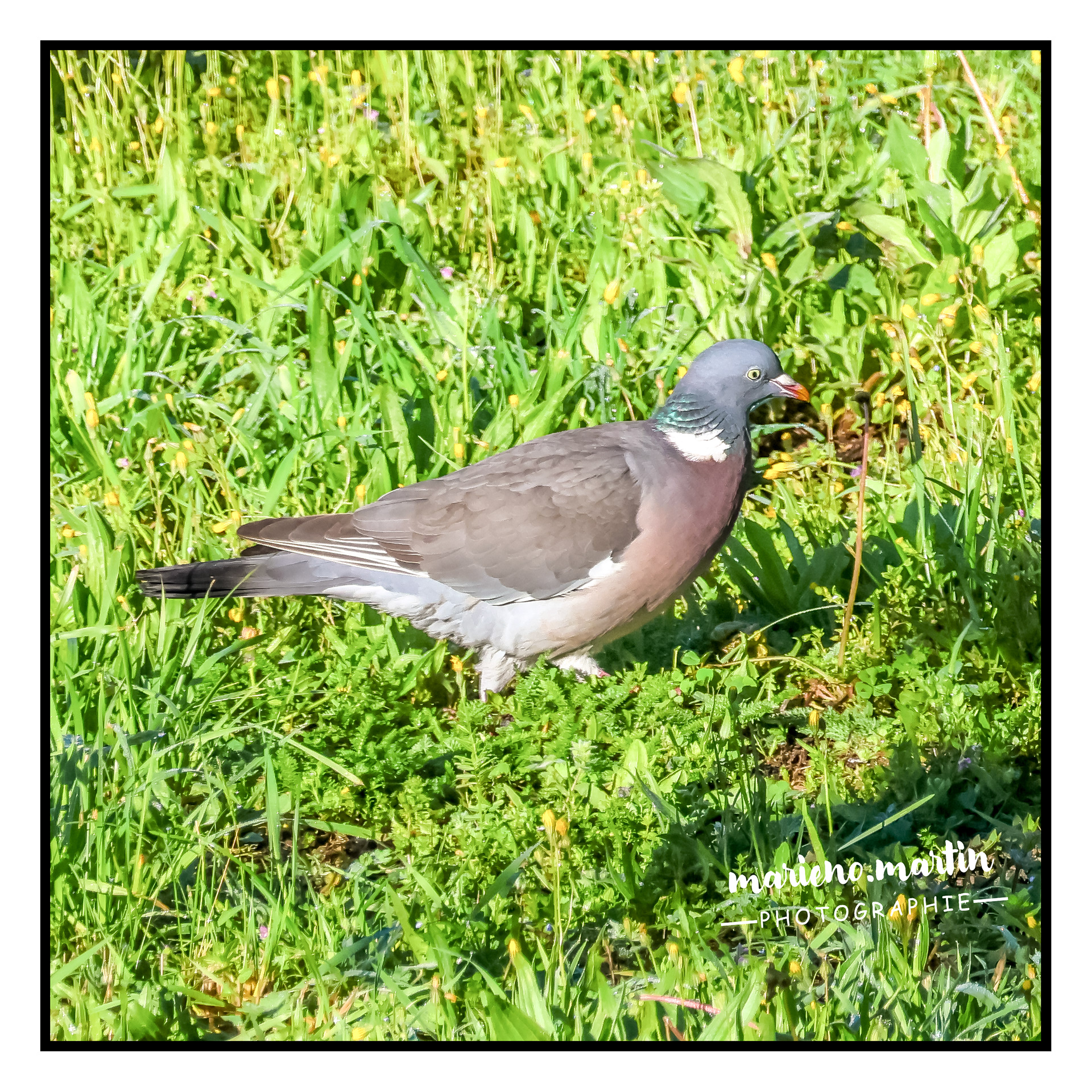 Pigeon