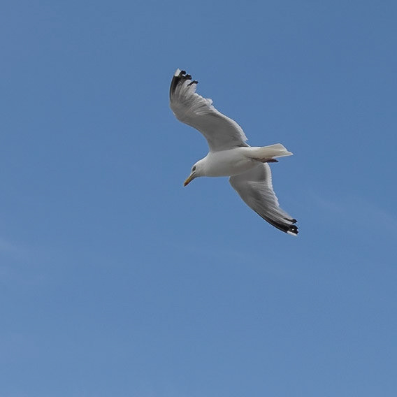 Vol de goëland