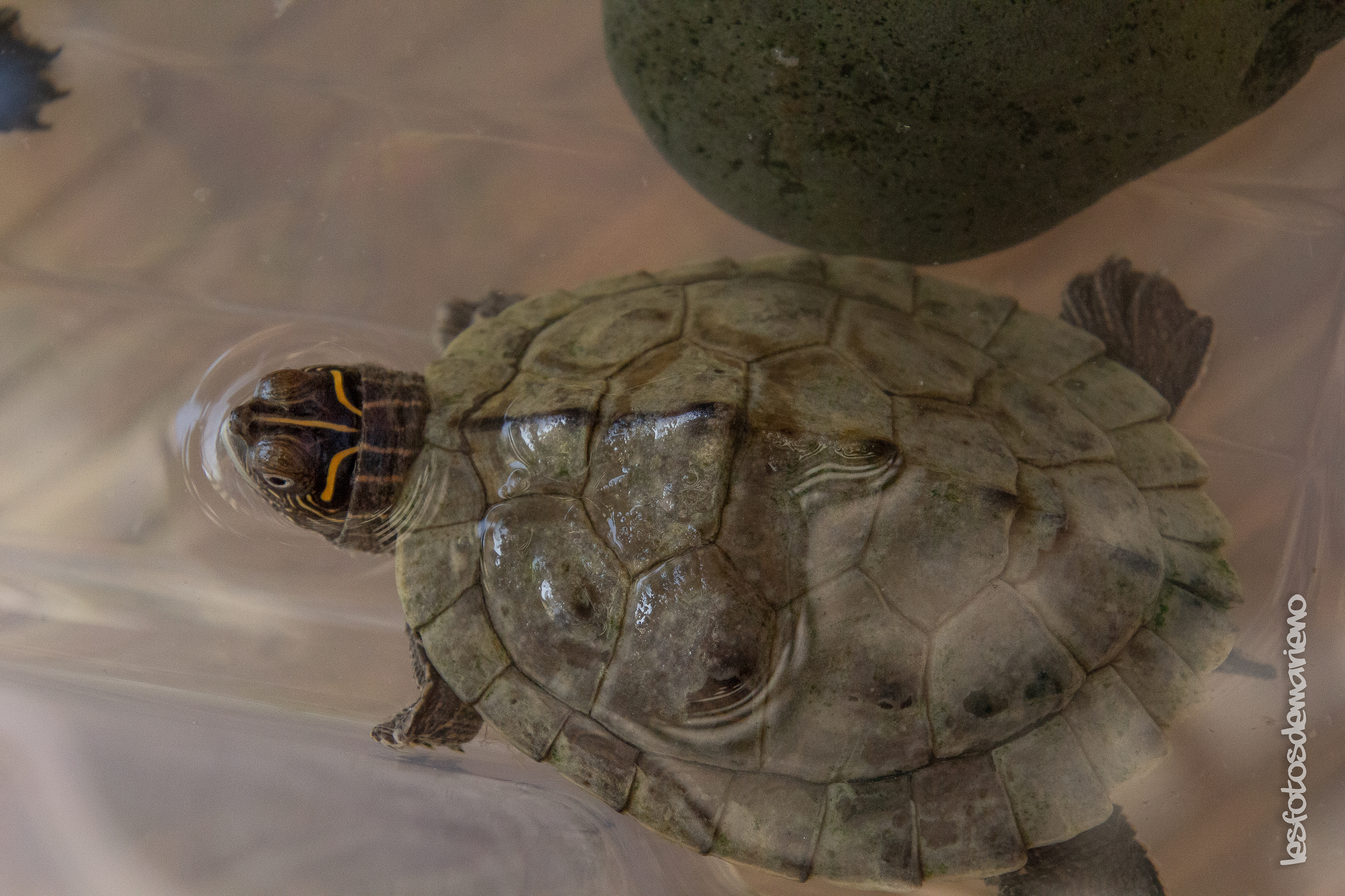 Tortue géante