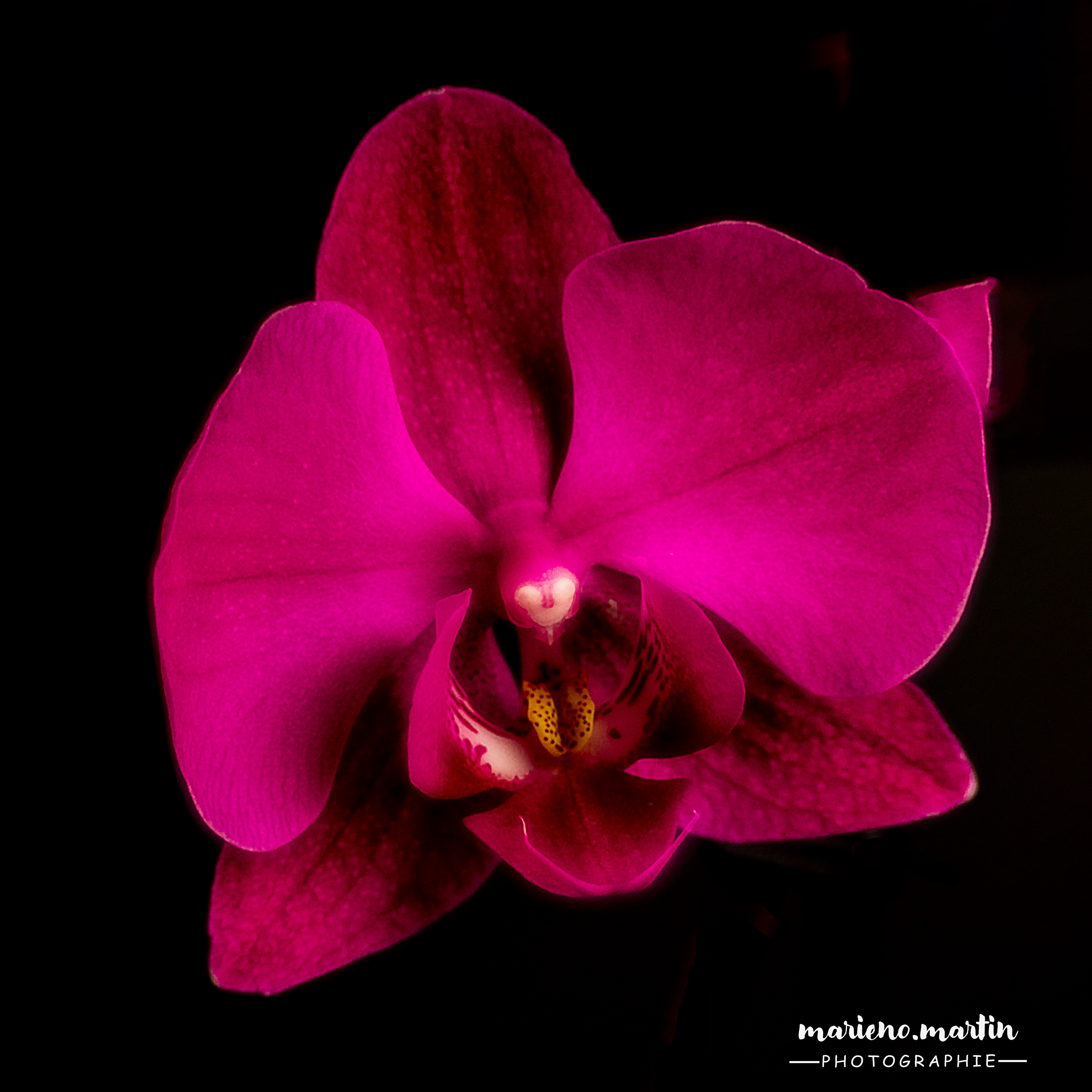 purple orchid 2