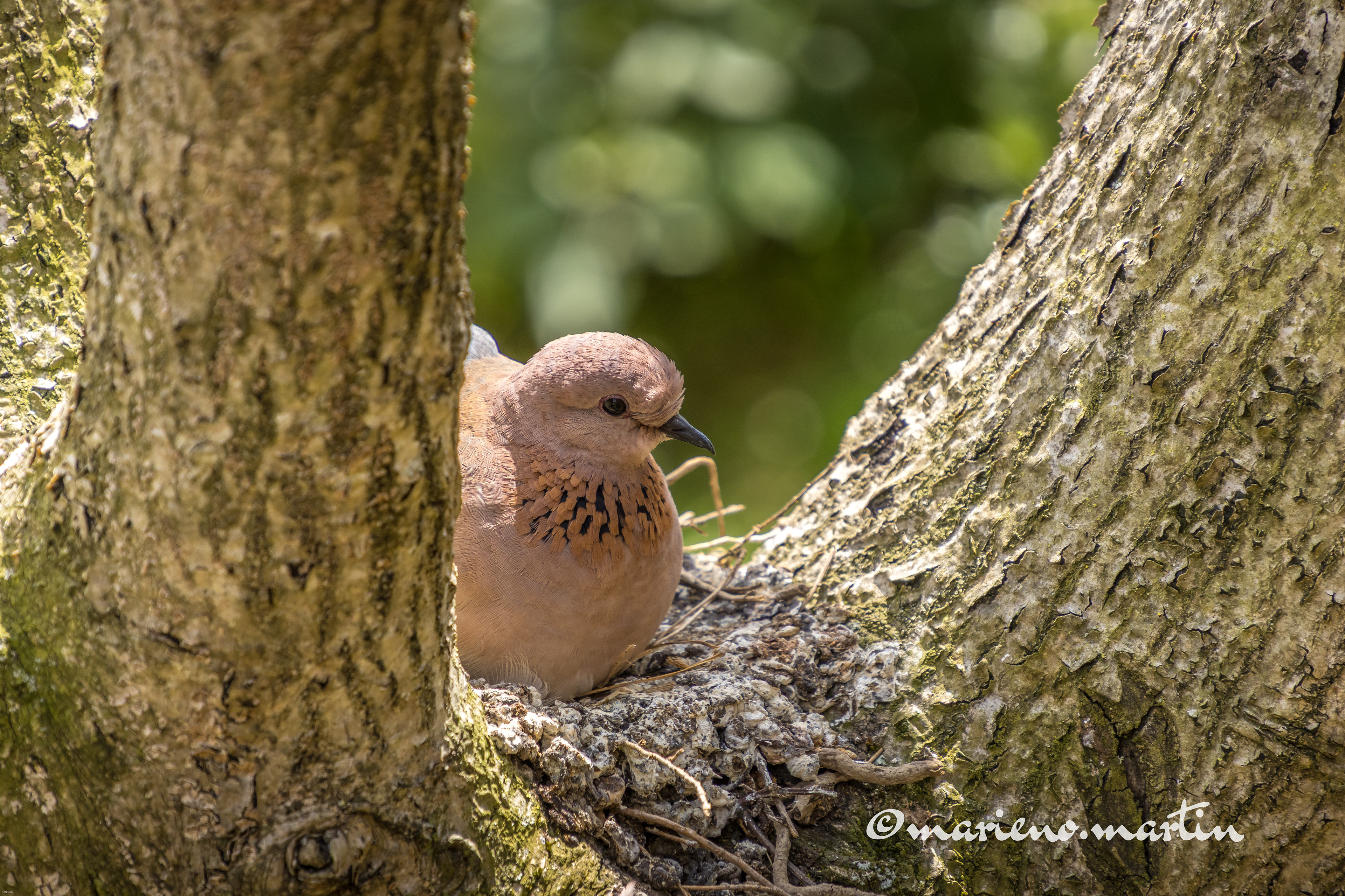 Tourterelle maillée