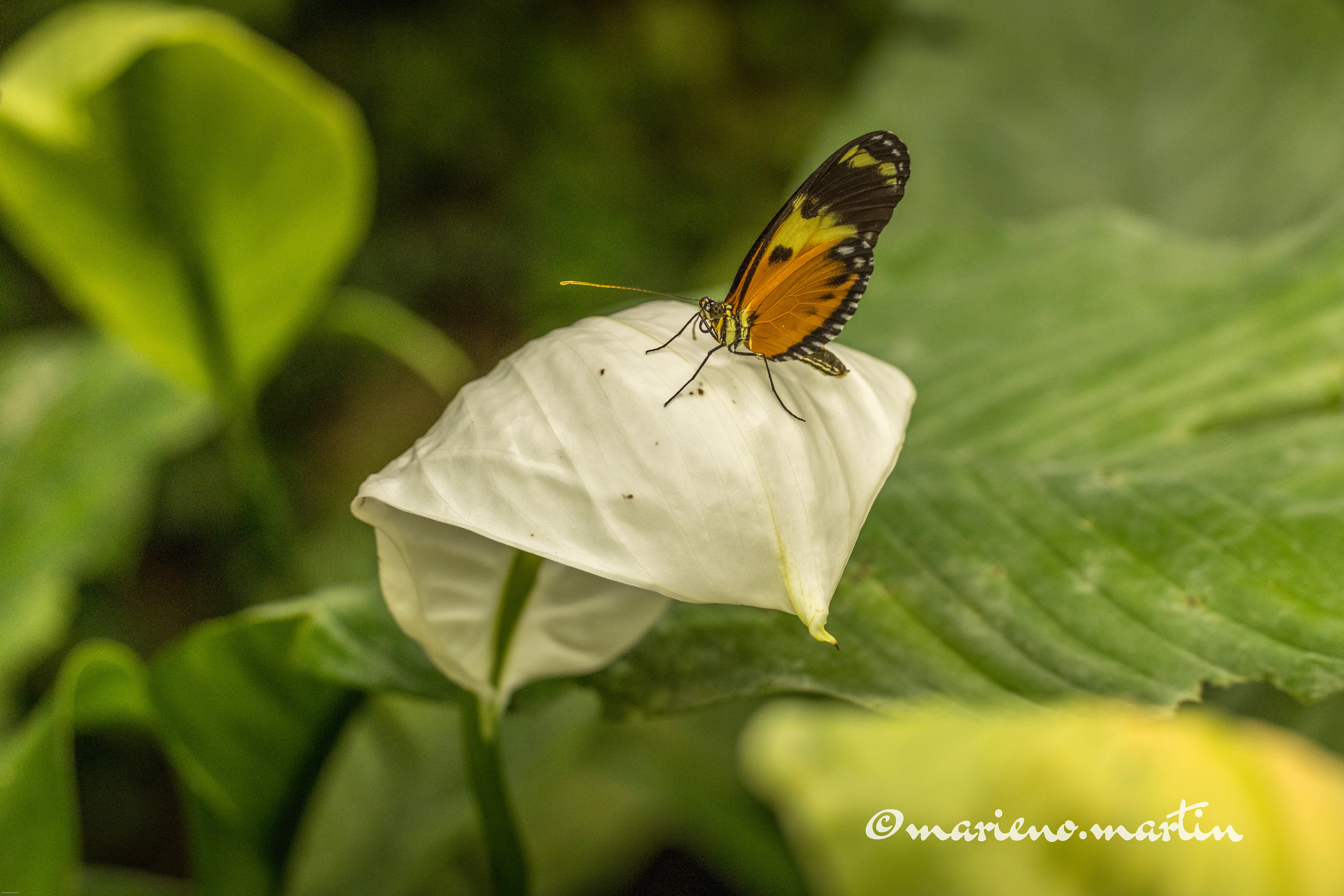 Naturospace