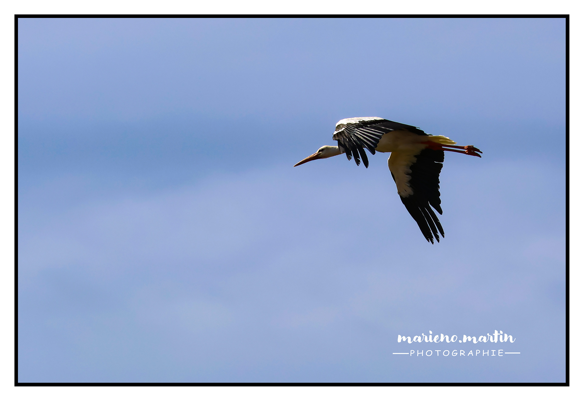 Le vol de la cigogne