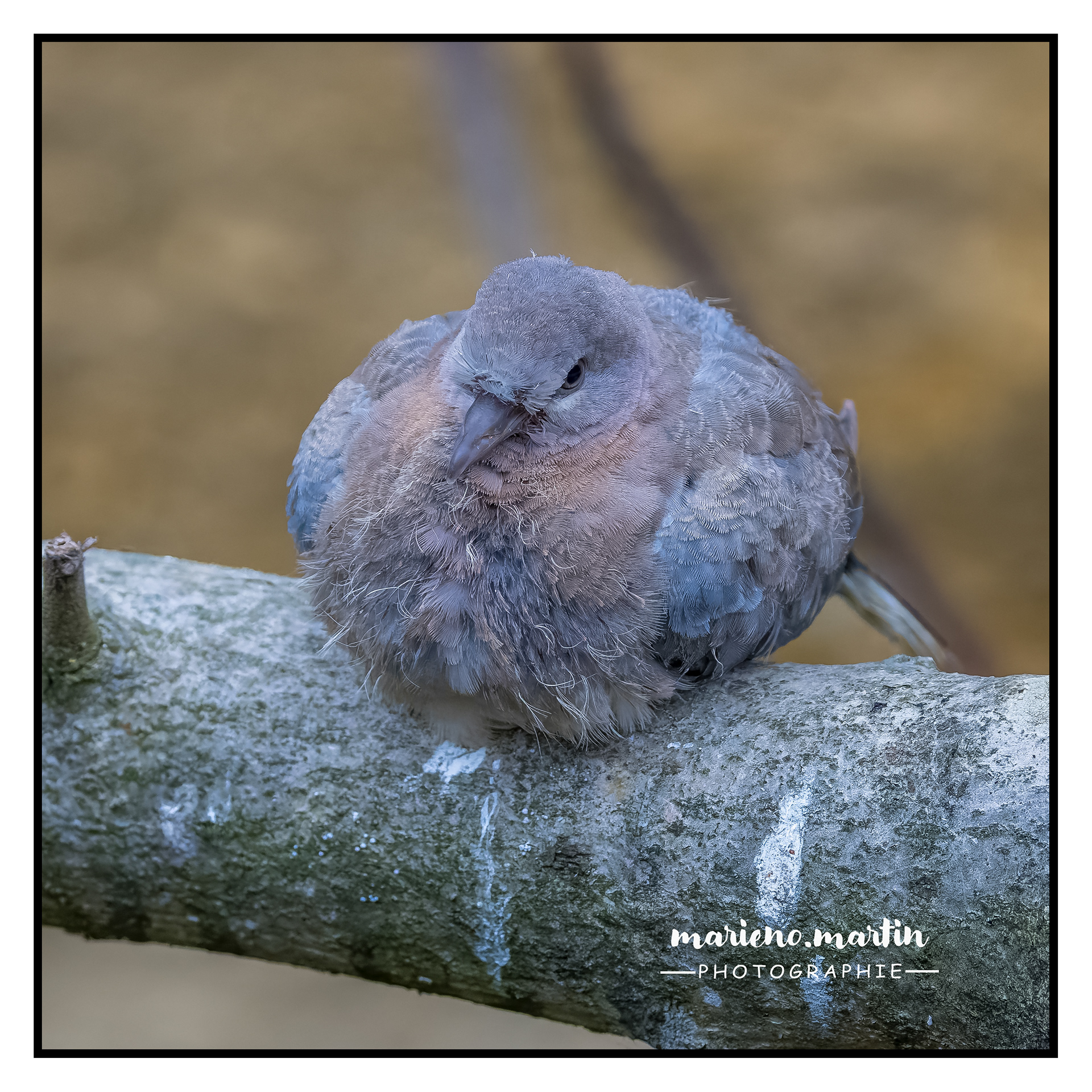 Pigeon juvénile - colombin