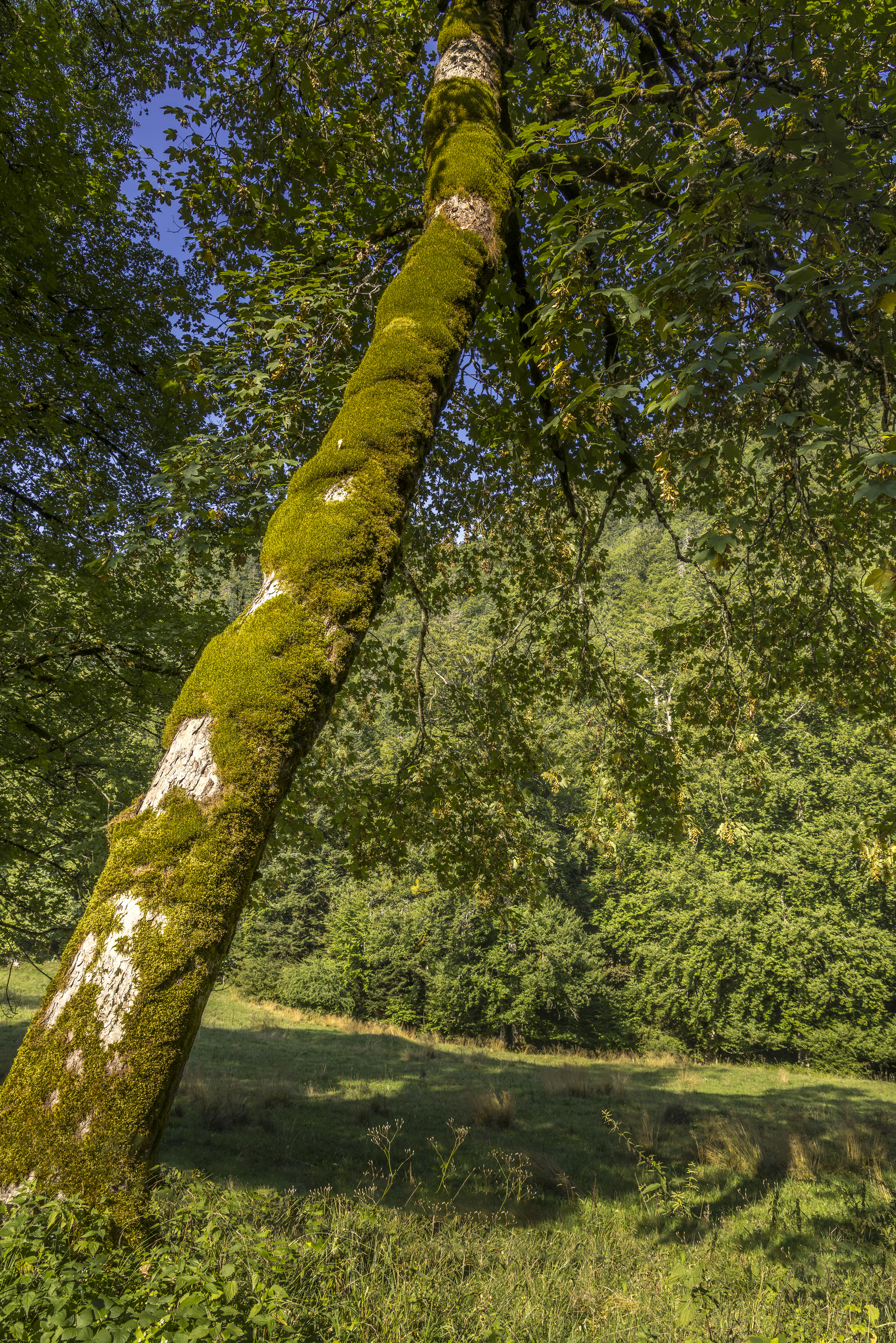 La grande chartreuse