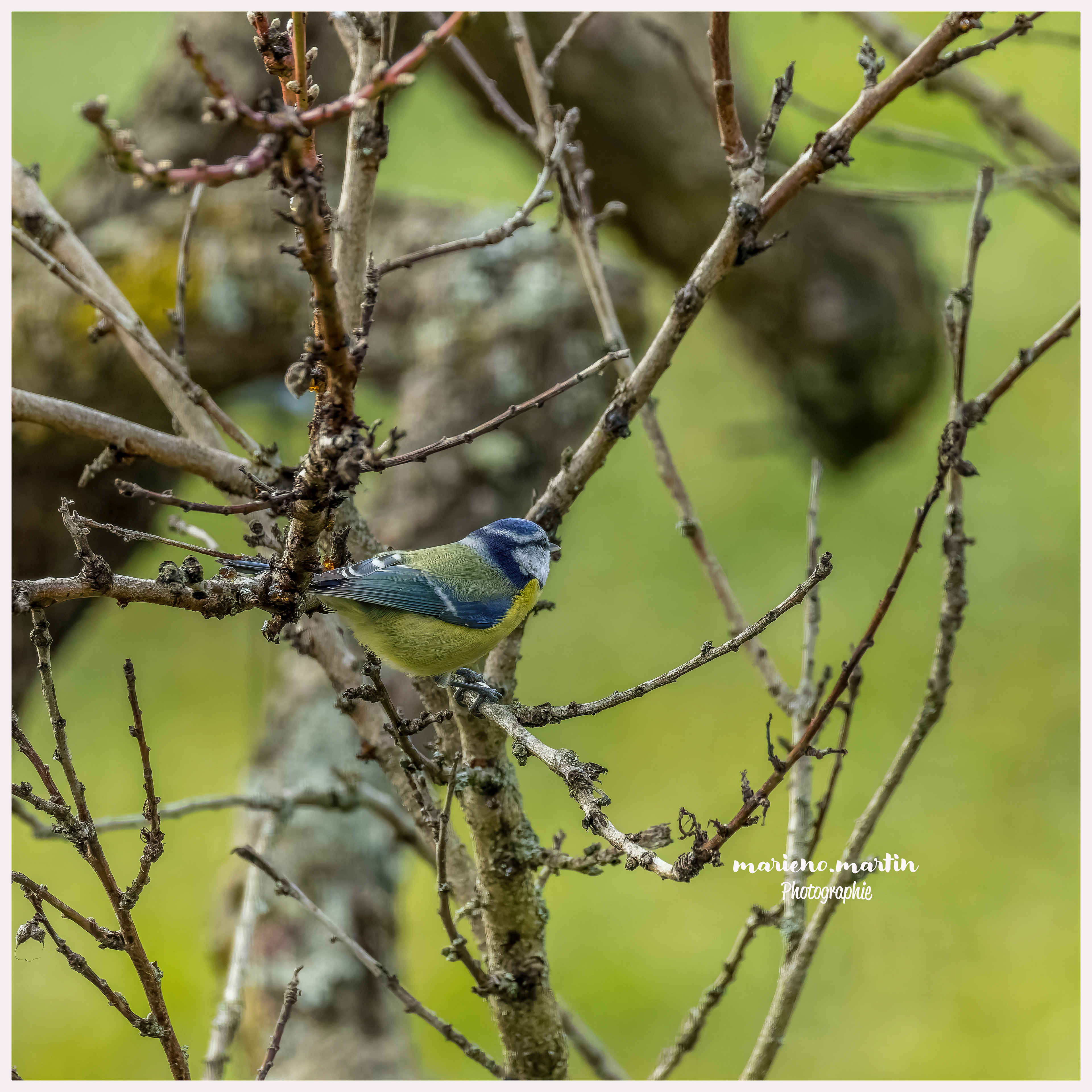Mésange bleue